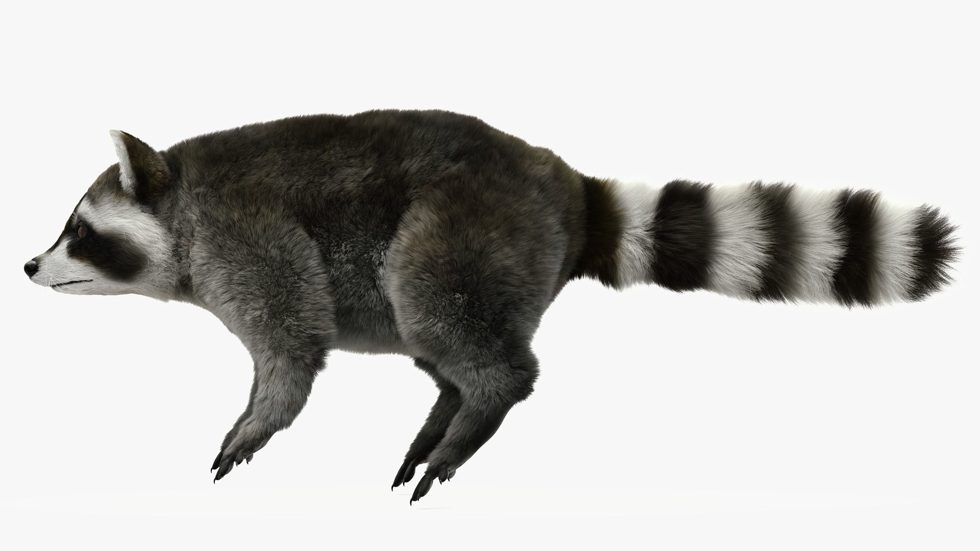 Wild Raccoon 3DS Max 3D model_4