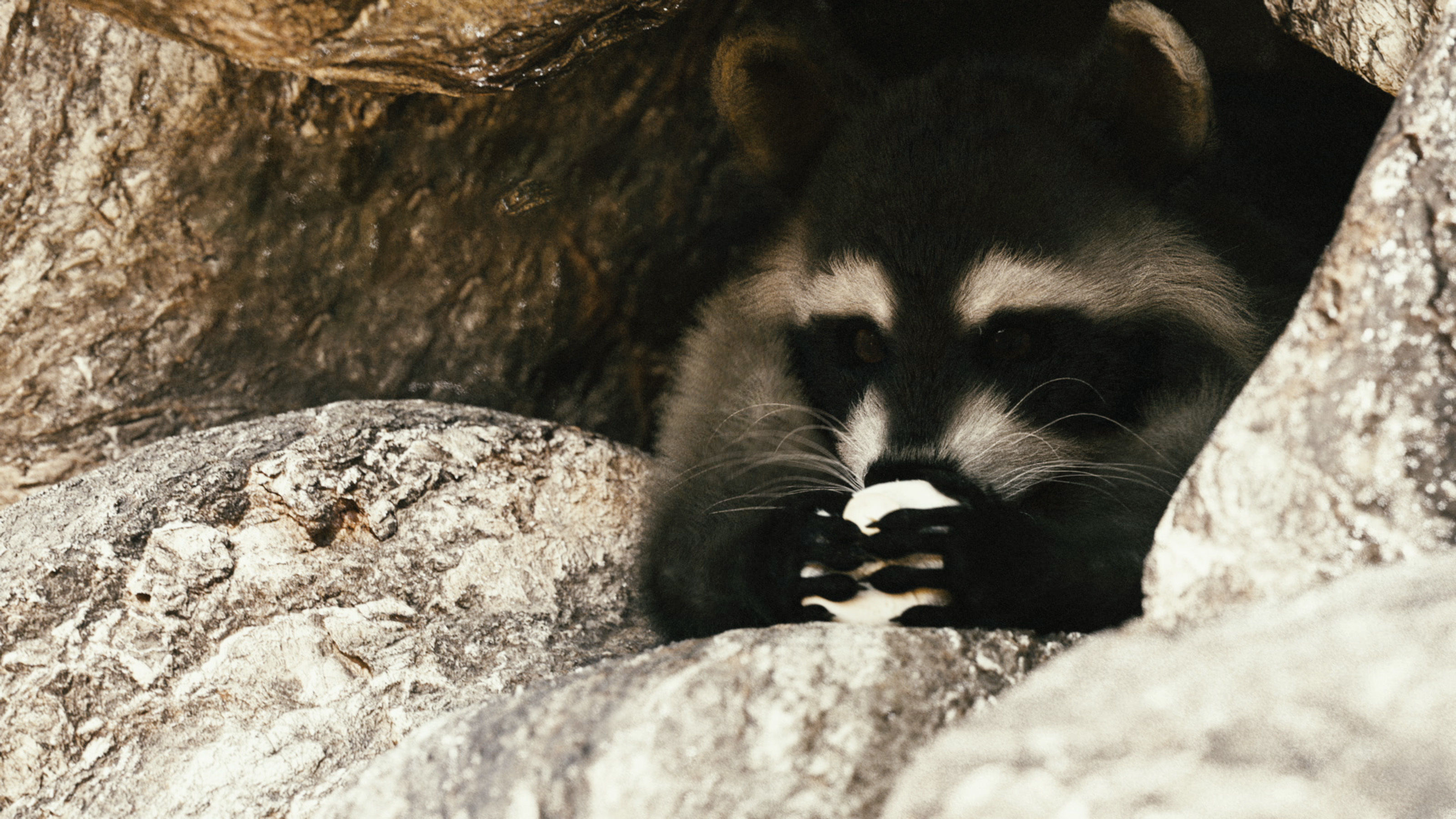 Wild Raccoon 3DS Max 3D model_12