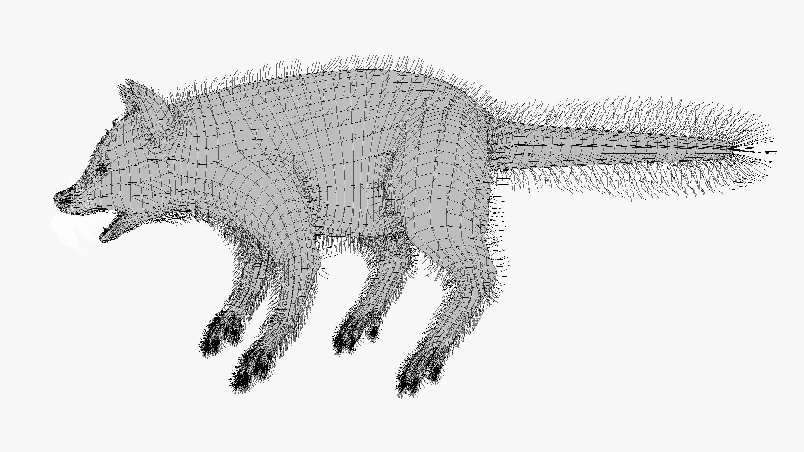 Wild Raccoon 3DS Max 3D model_21