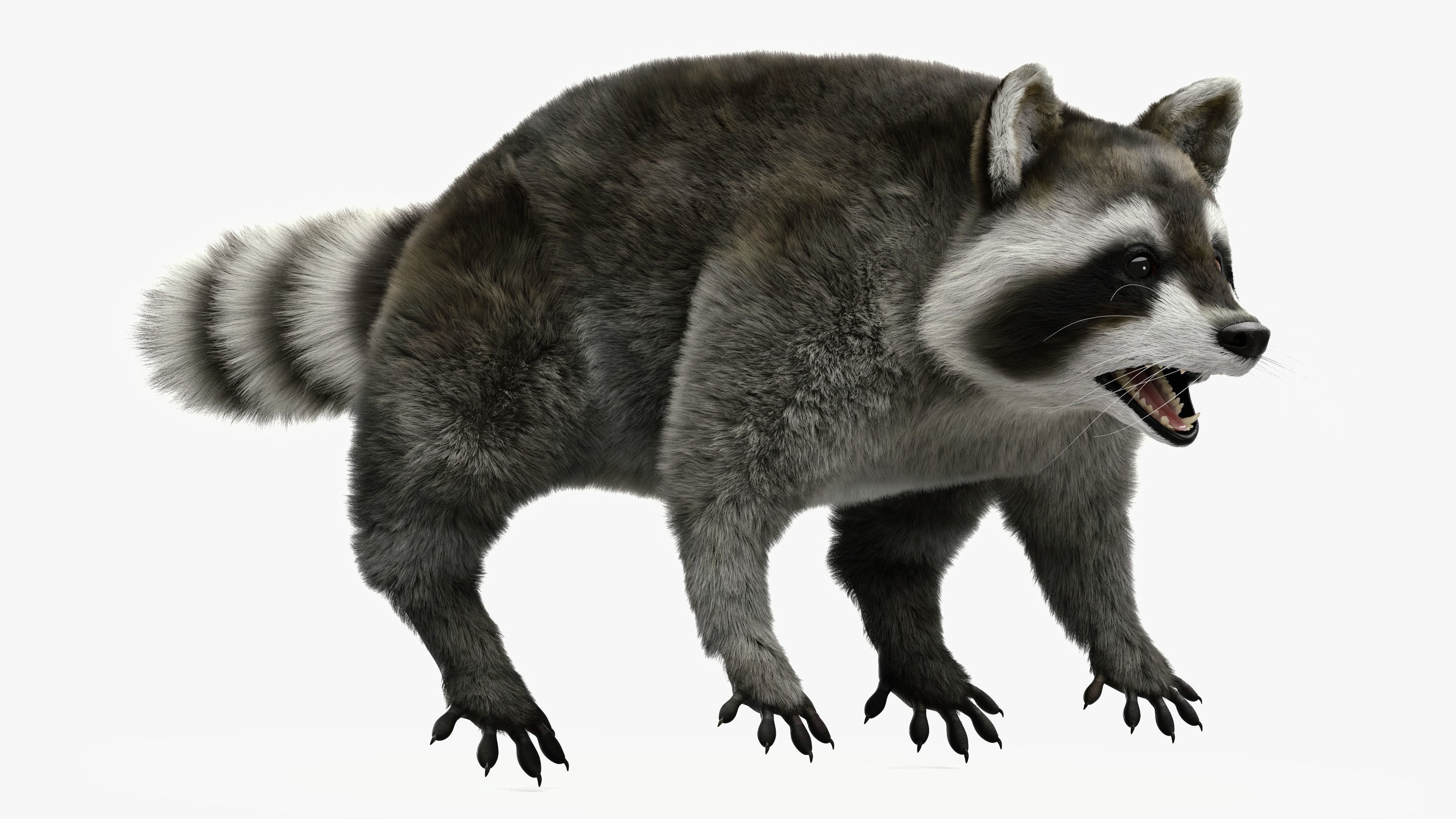 Wild Raccoon 3DS Max 3D model_2