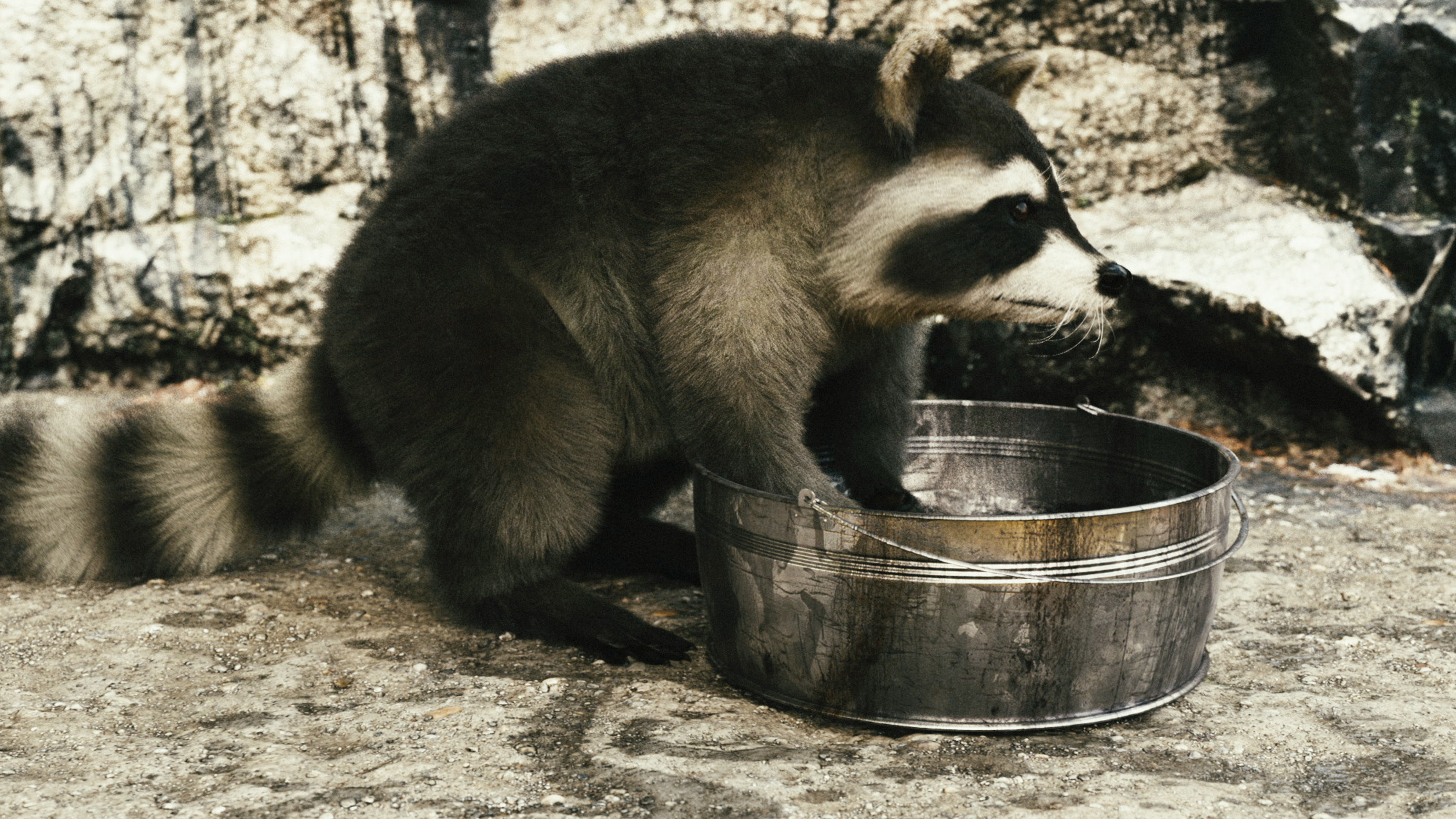 Wild Raccoon 3DS Max 3D model_11