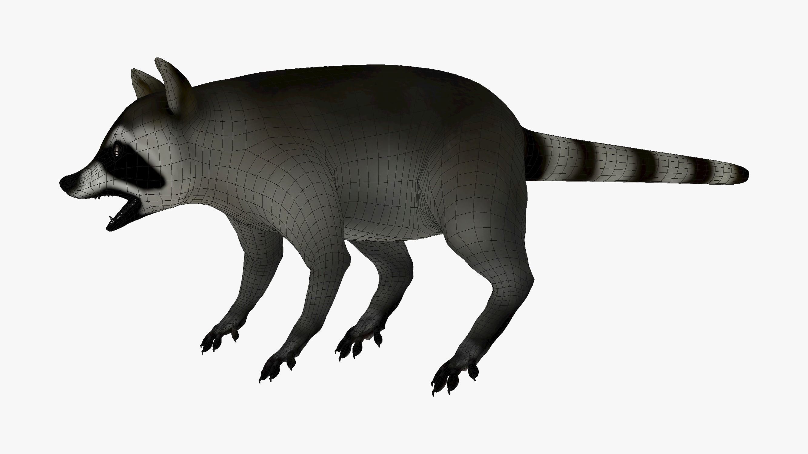 Wild Raccoon 3DS Max 3D model_18