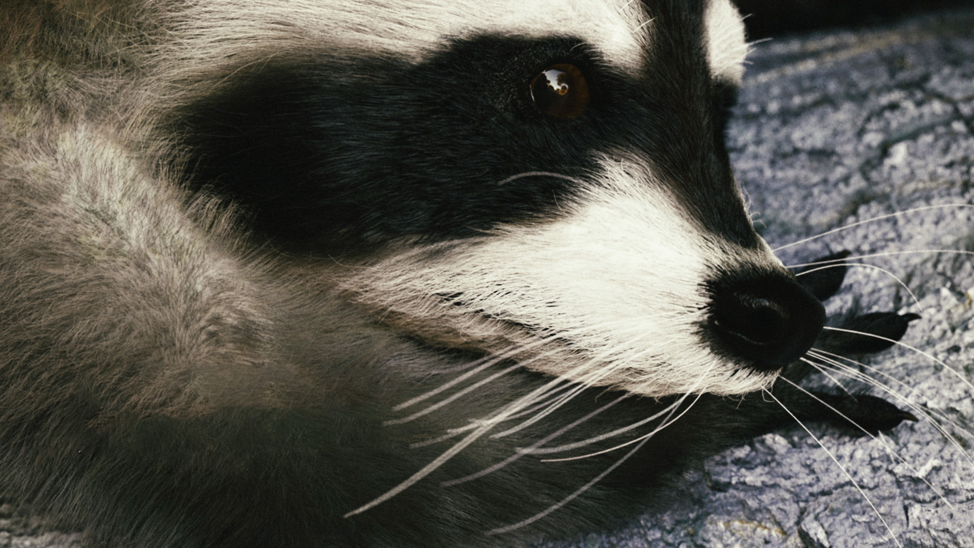 Wild Raccoon 3DS Max 3D model_7