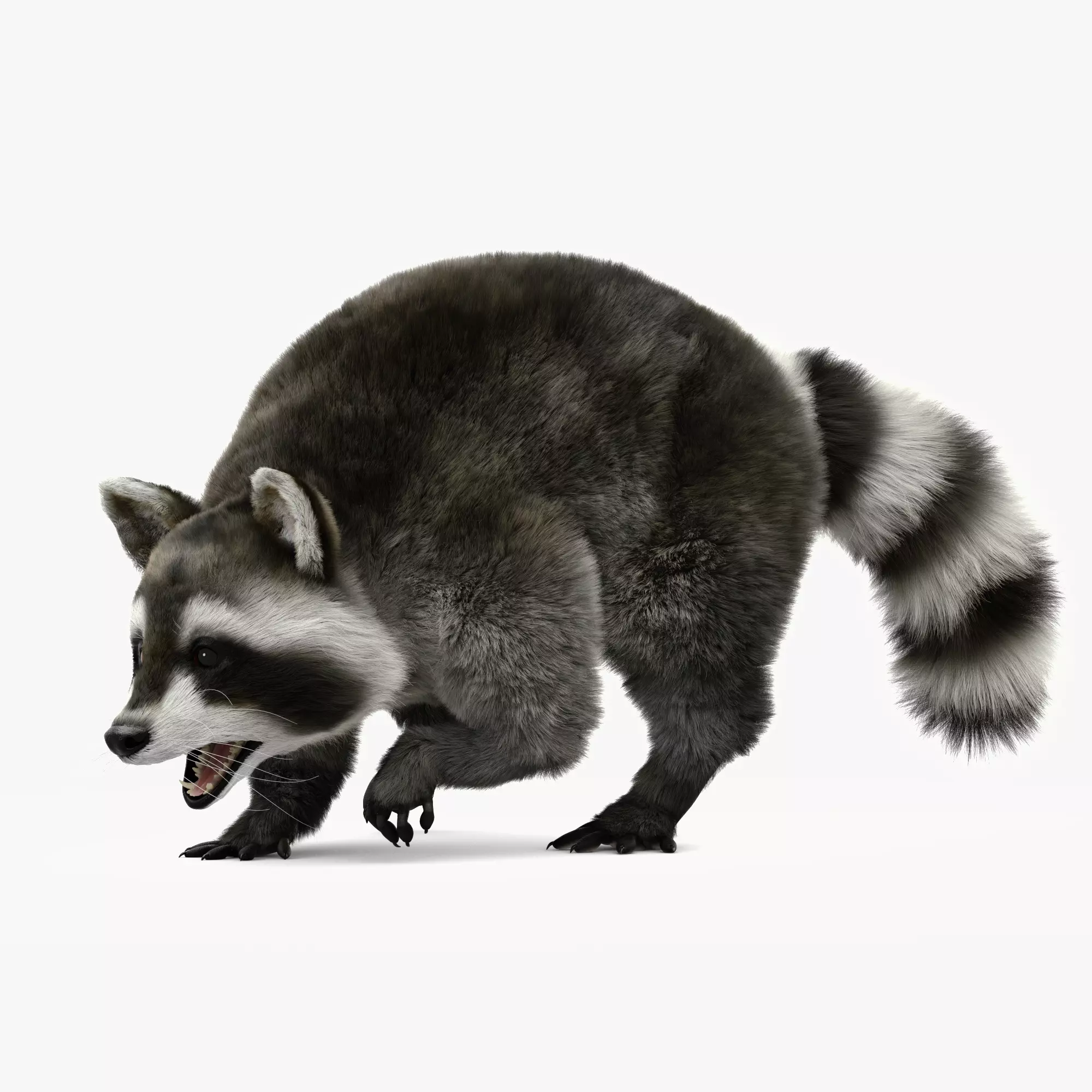 Wild Raccoon 3DS Max 3D model_0