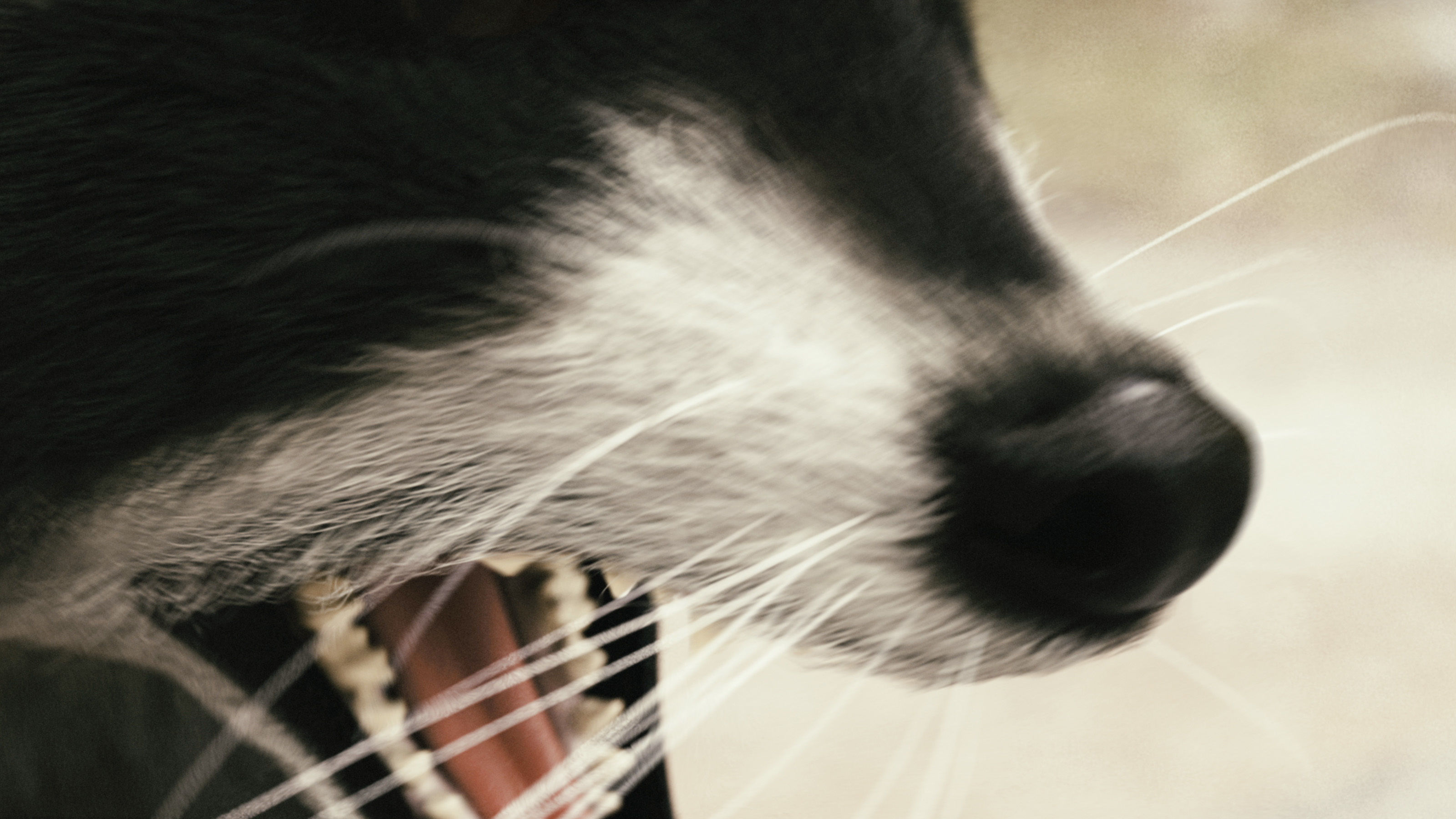 Wild Raccoon 3DS Max 3D model_10