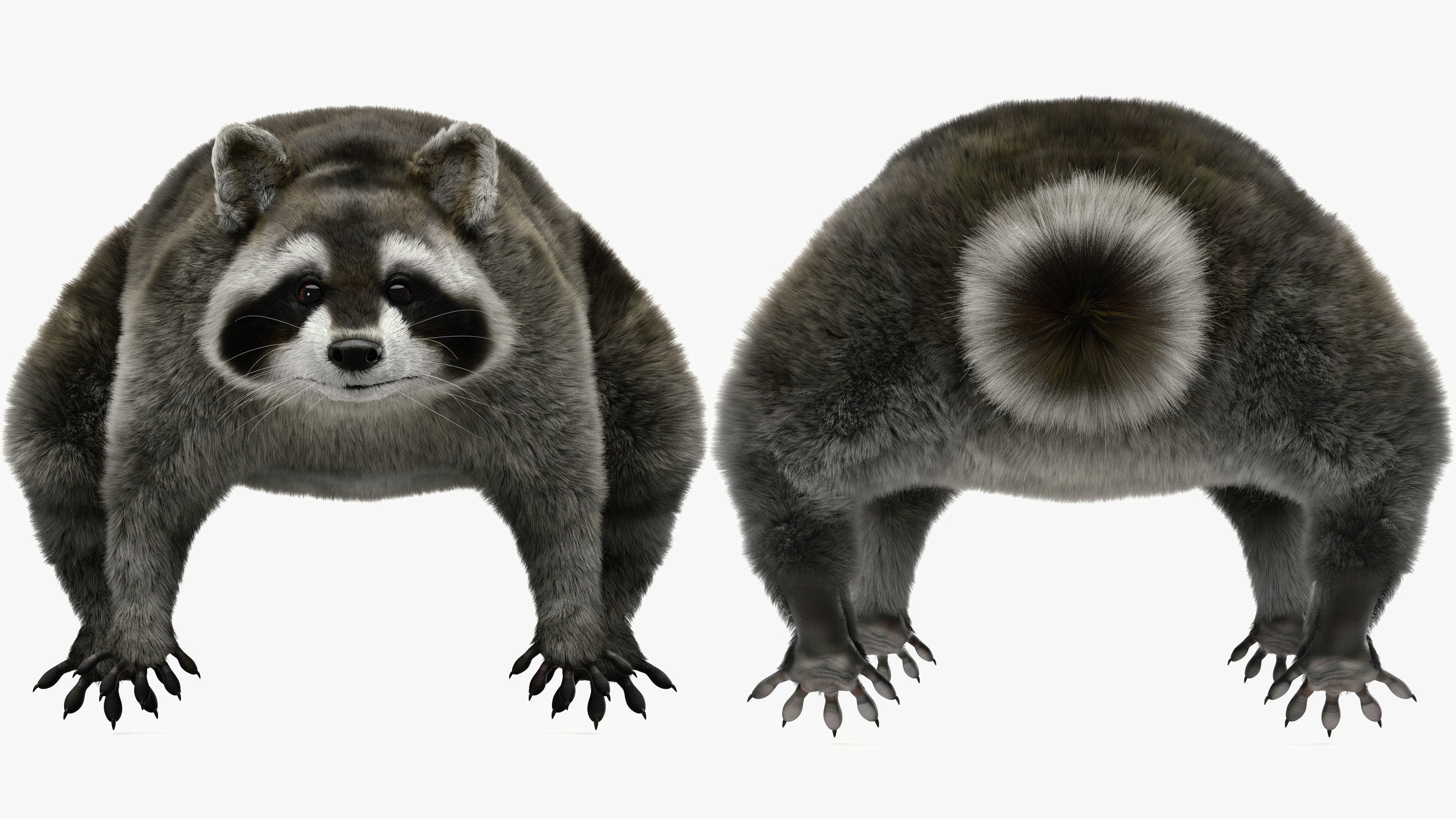 Wild Raccoon 3DS Max 3D model_3