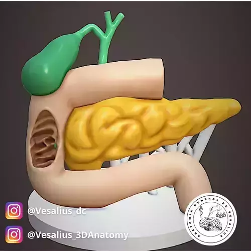 Duodenum and pancreas  3D print model
