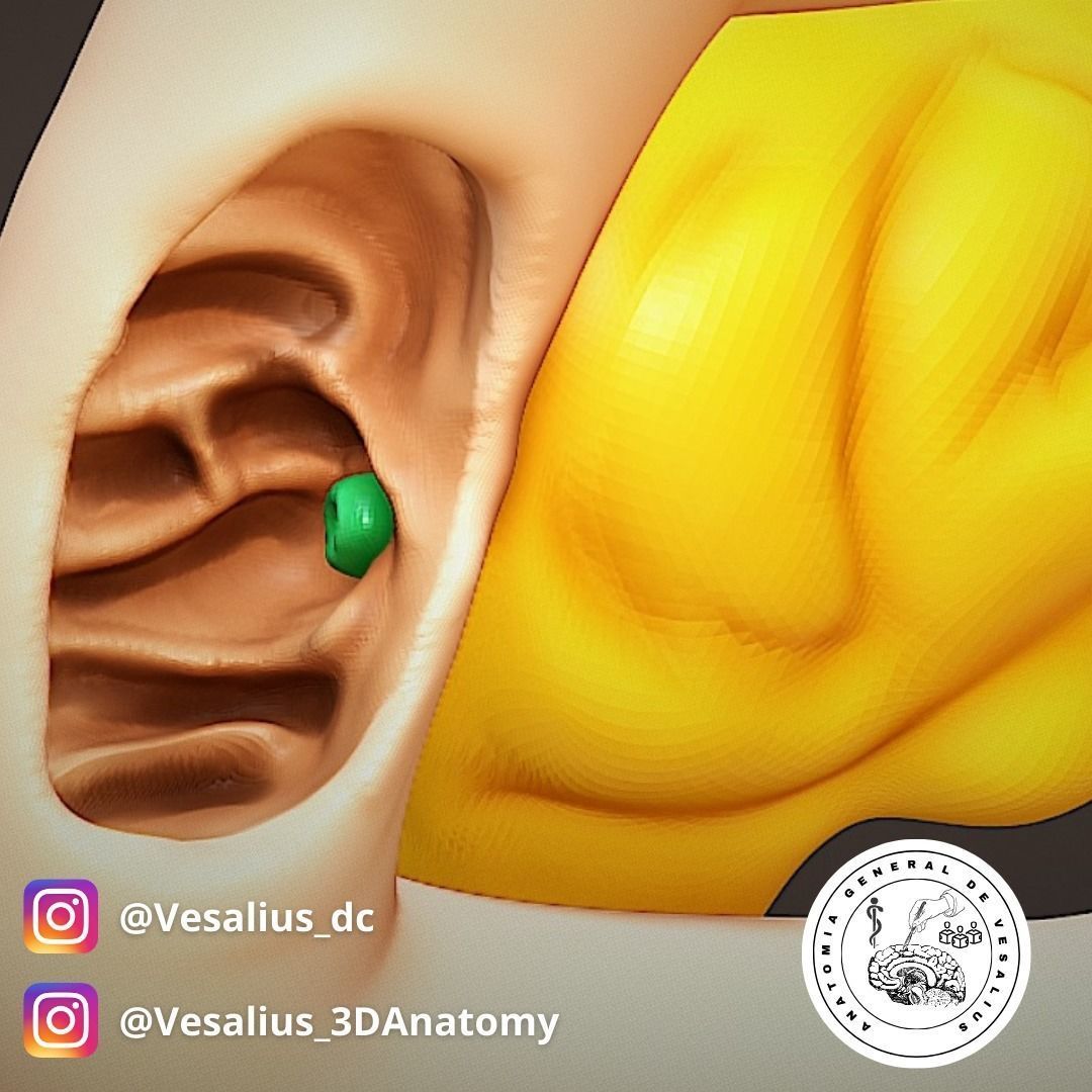 Duodenum and pancreas  3D print model_1