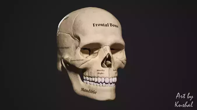 Human Skull Low-poly 3D model