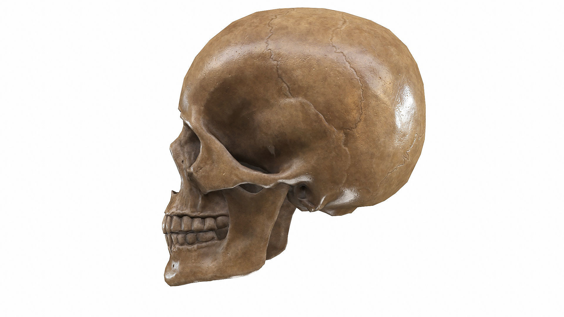 Skull LOW-POLY metal Low-poly 3D model_24
