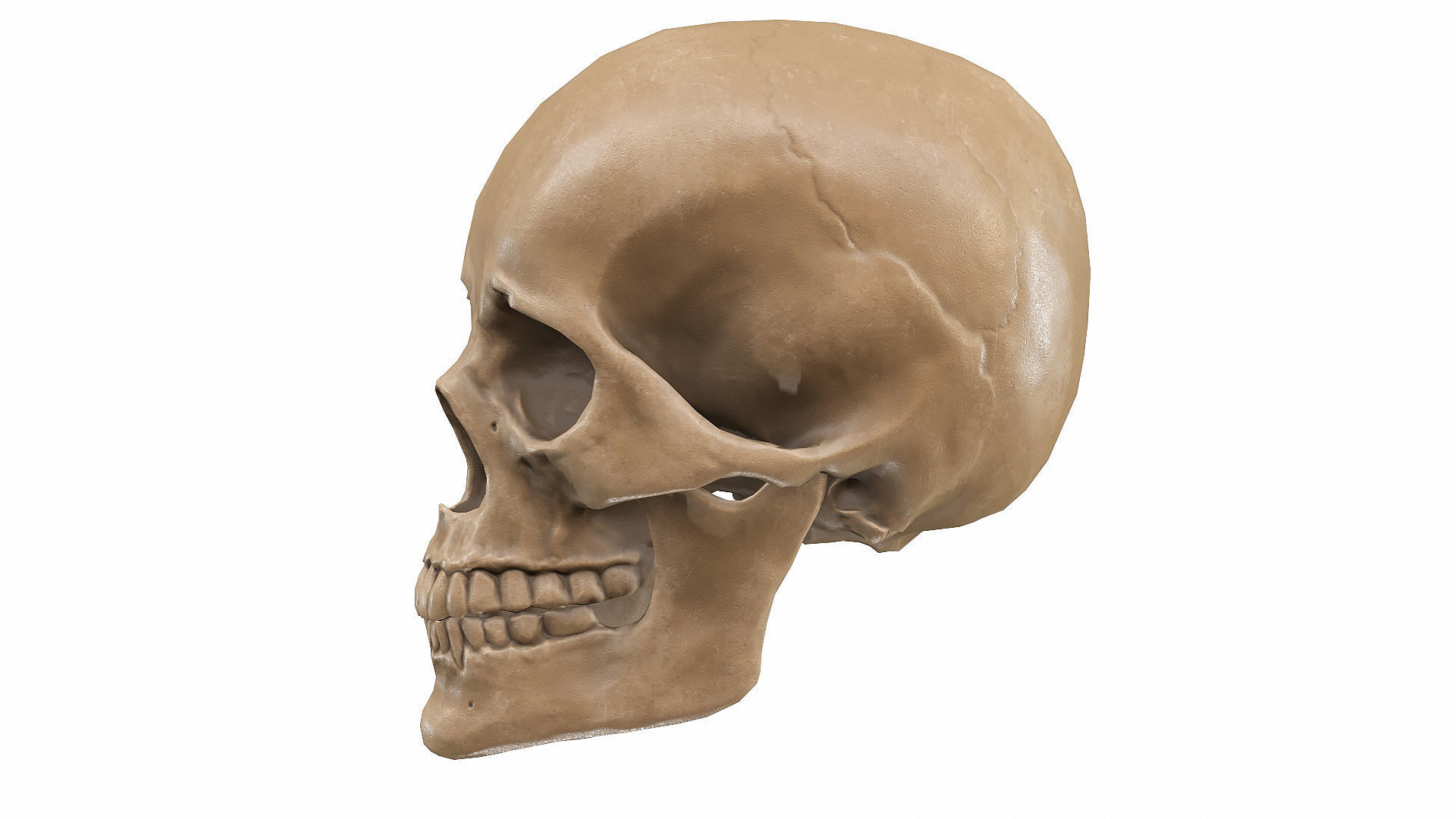 Skull LOW-POLY metal Low-poly 3D model_63