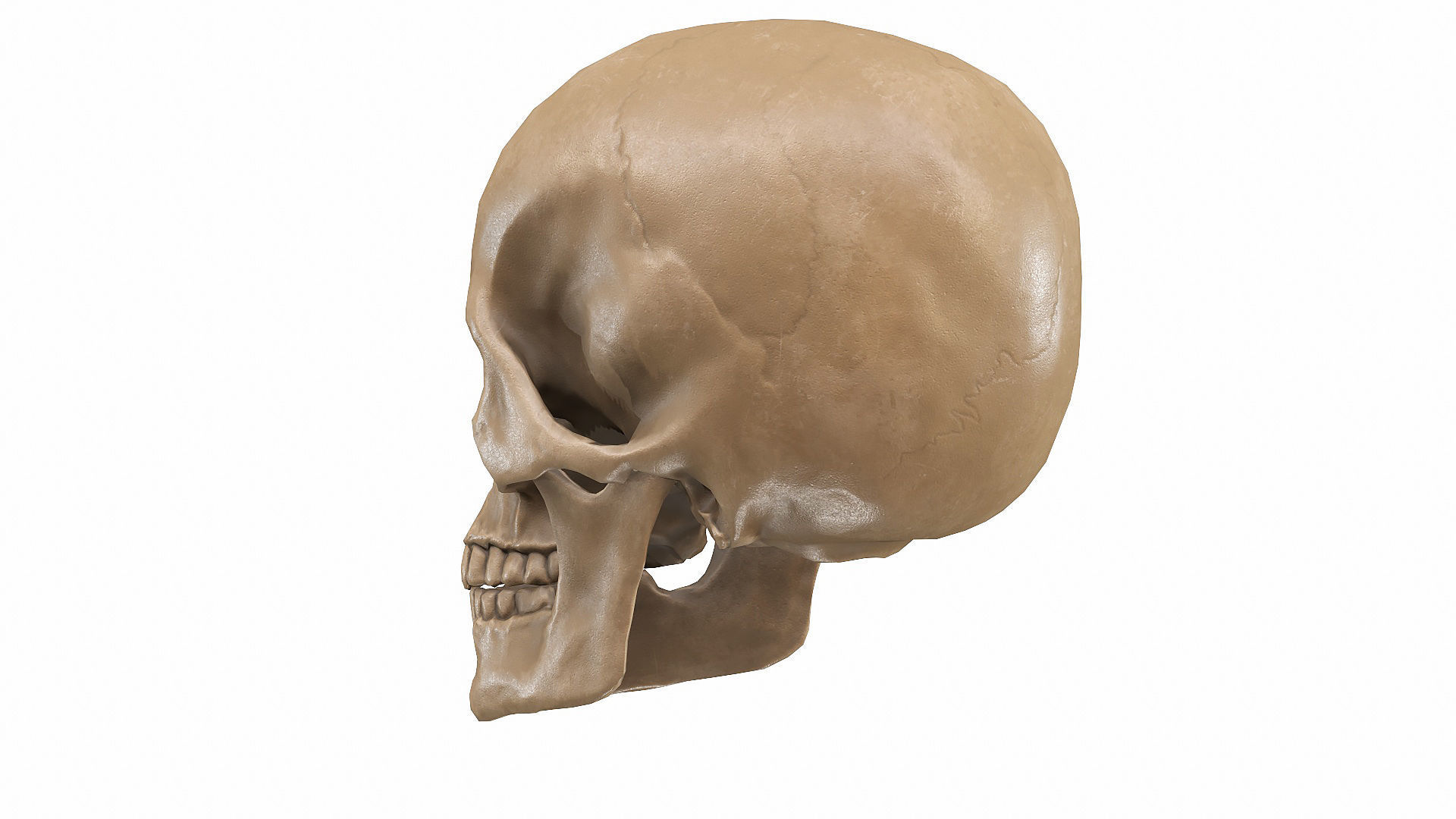 Skull LOW-POLY metal Low-poly 3D model_70