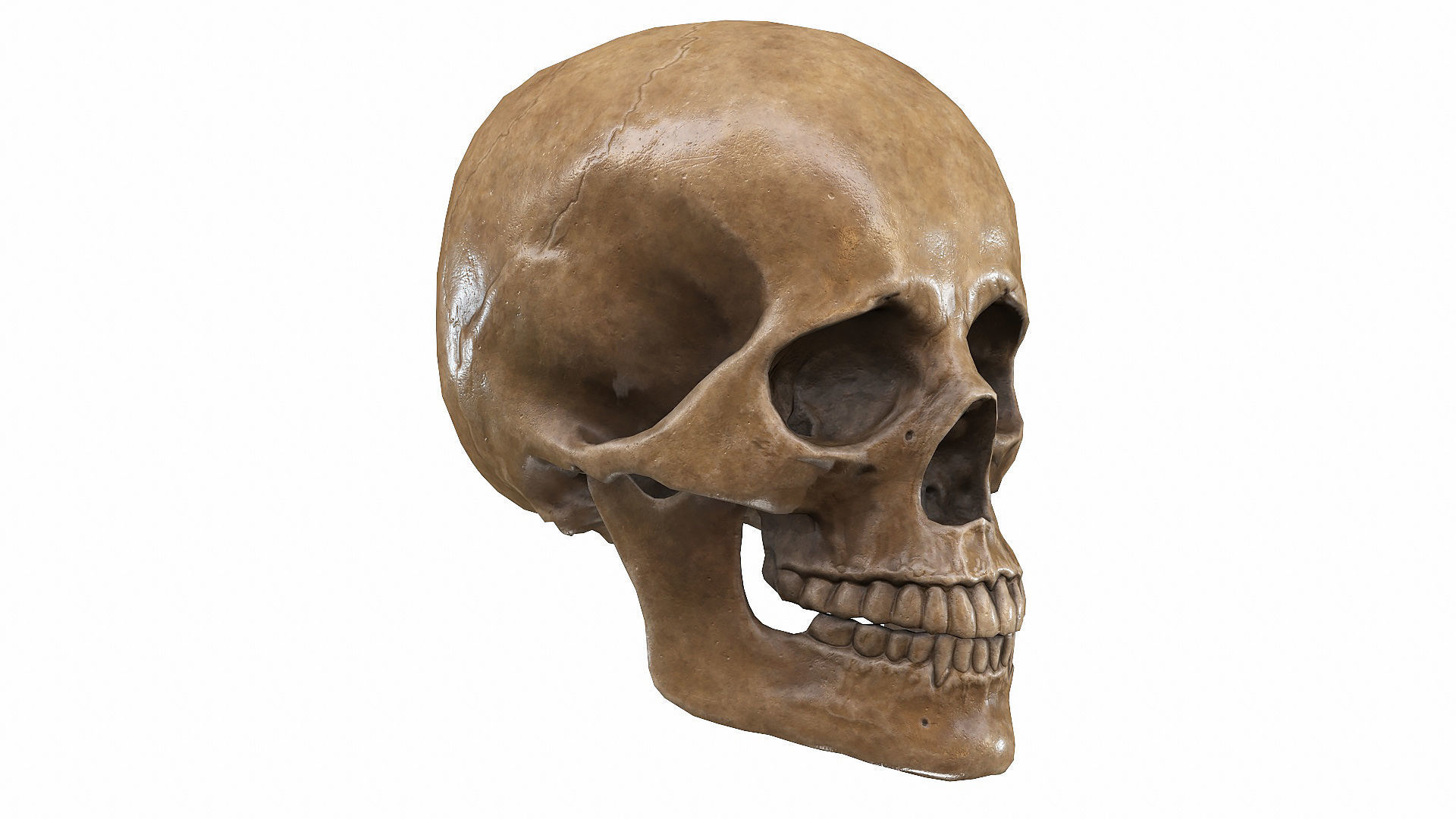 Skull LOW-POLY metal Low-poly 3D model_12