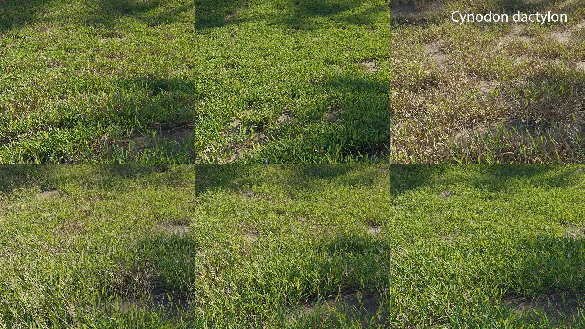 Cynodon dactylon 3D model_0