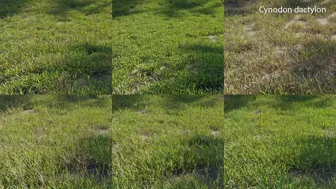 Cynodon dactylon