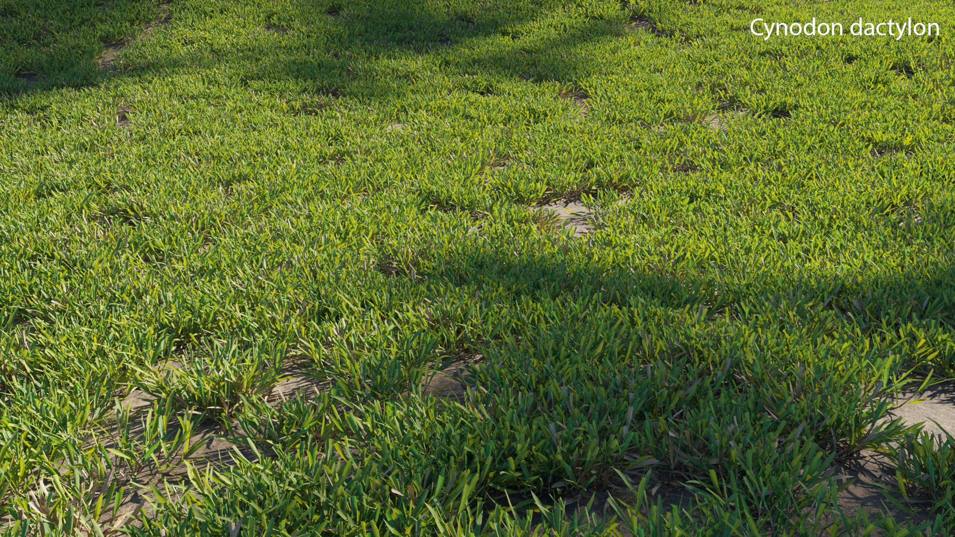Cynodon dactylon 3D model_2