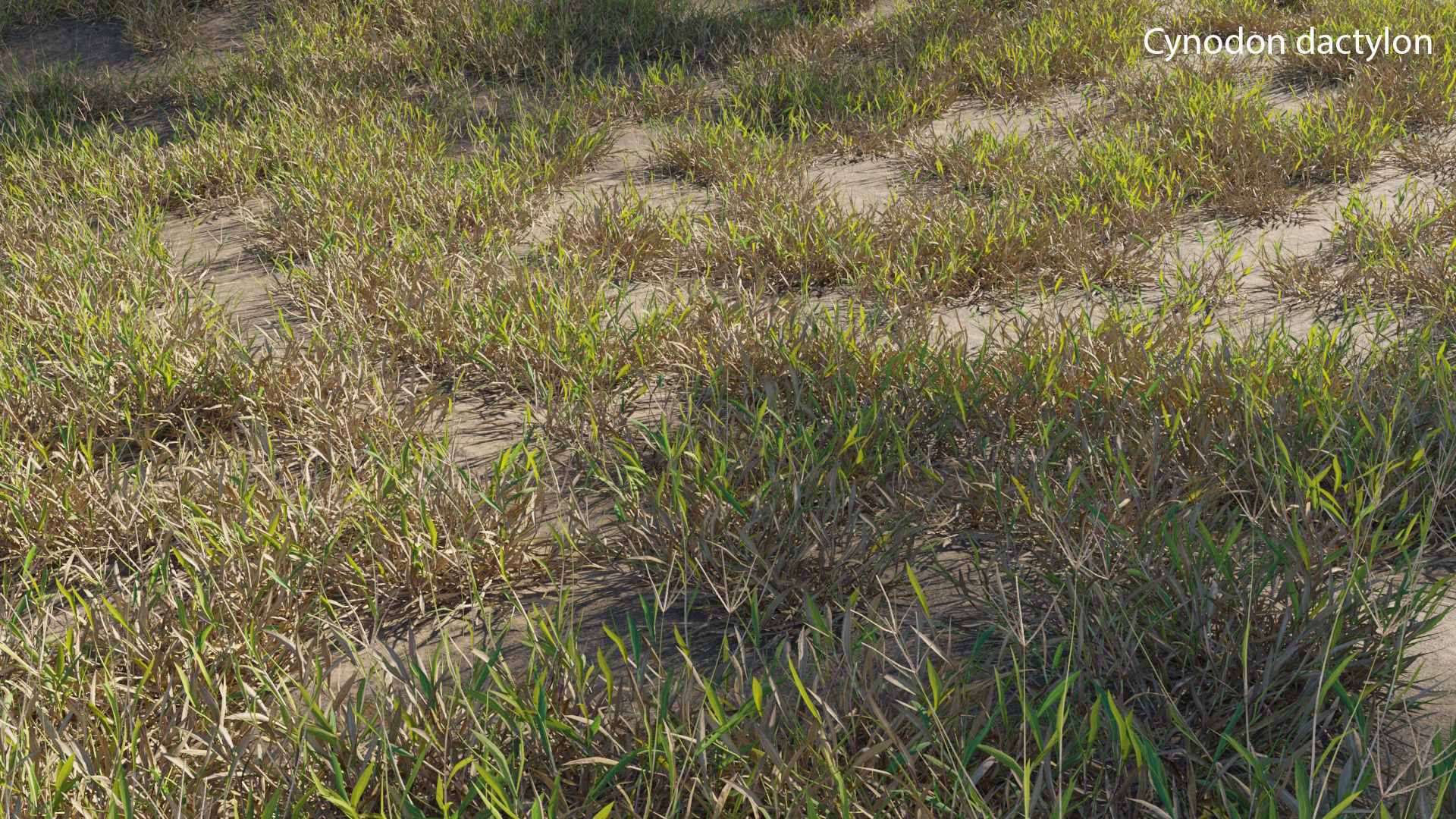 Cynodon dactylon 3D model_3
