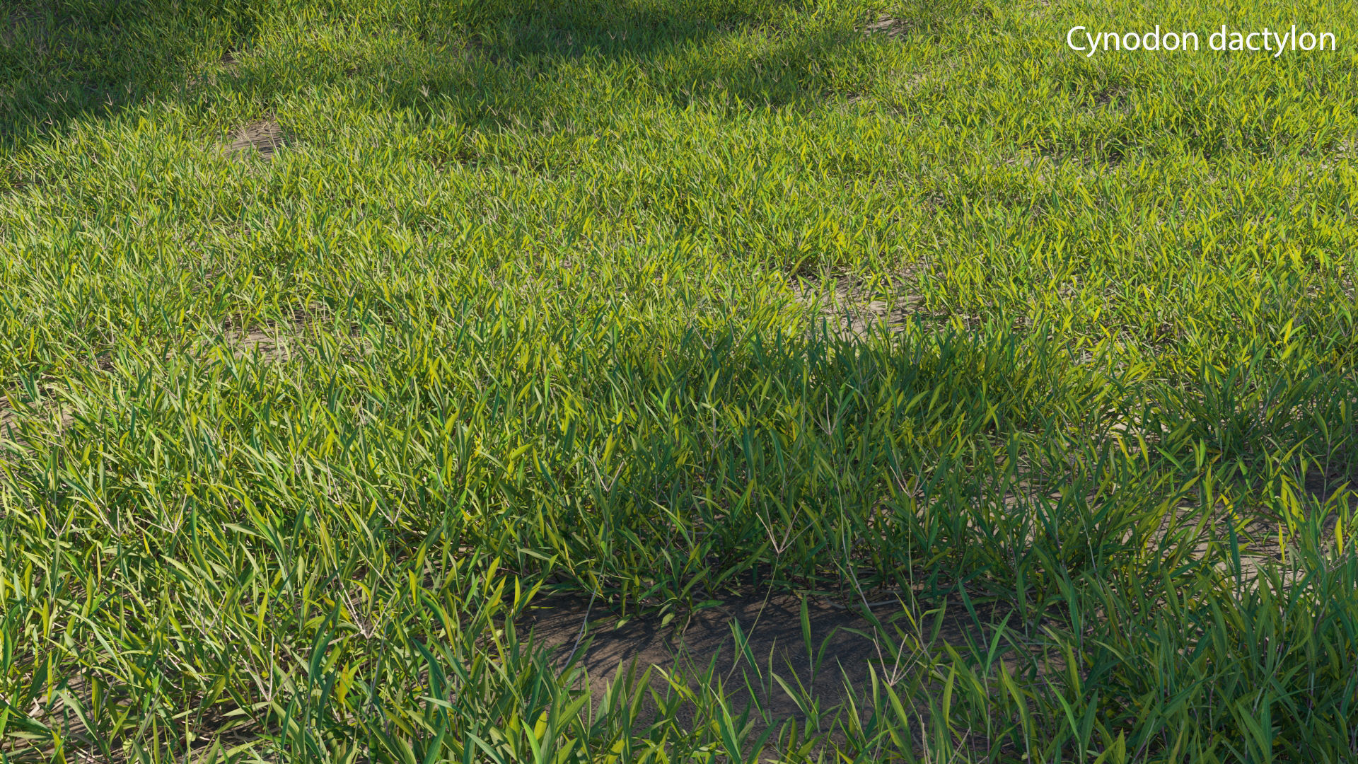 Cynodon dactylon 3D model_7