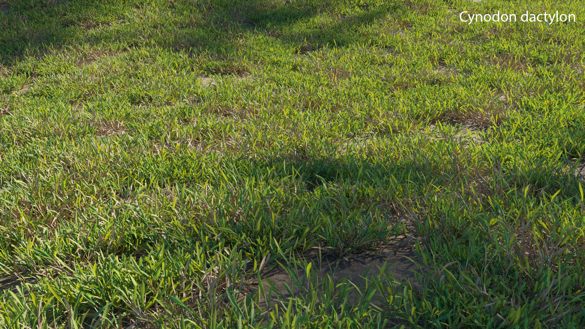 Cynodon dactylon 3D model_1