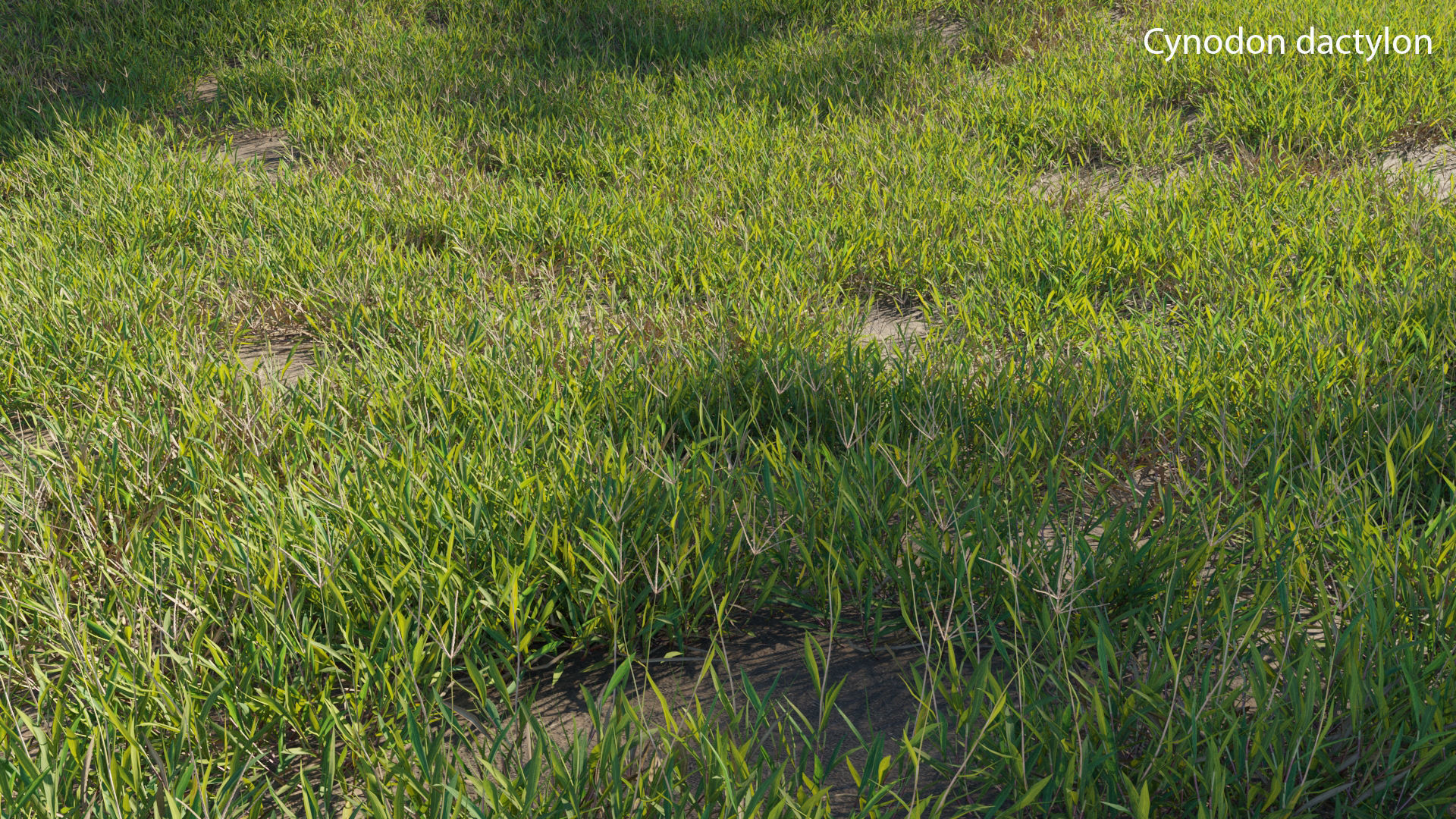 Cynodon dactylon 3D model_5