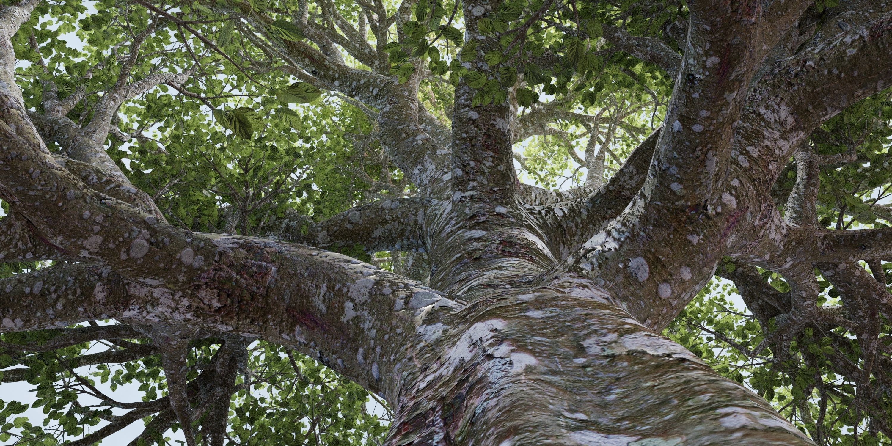 Aspen Tree Ver 0-0-2in1 3D model_3