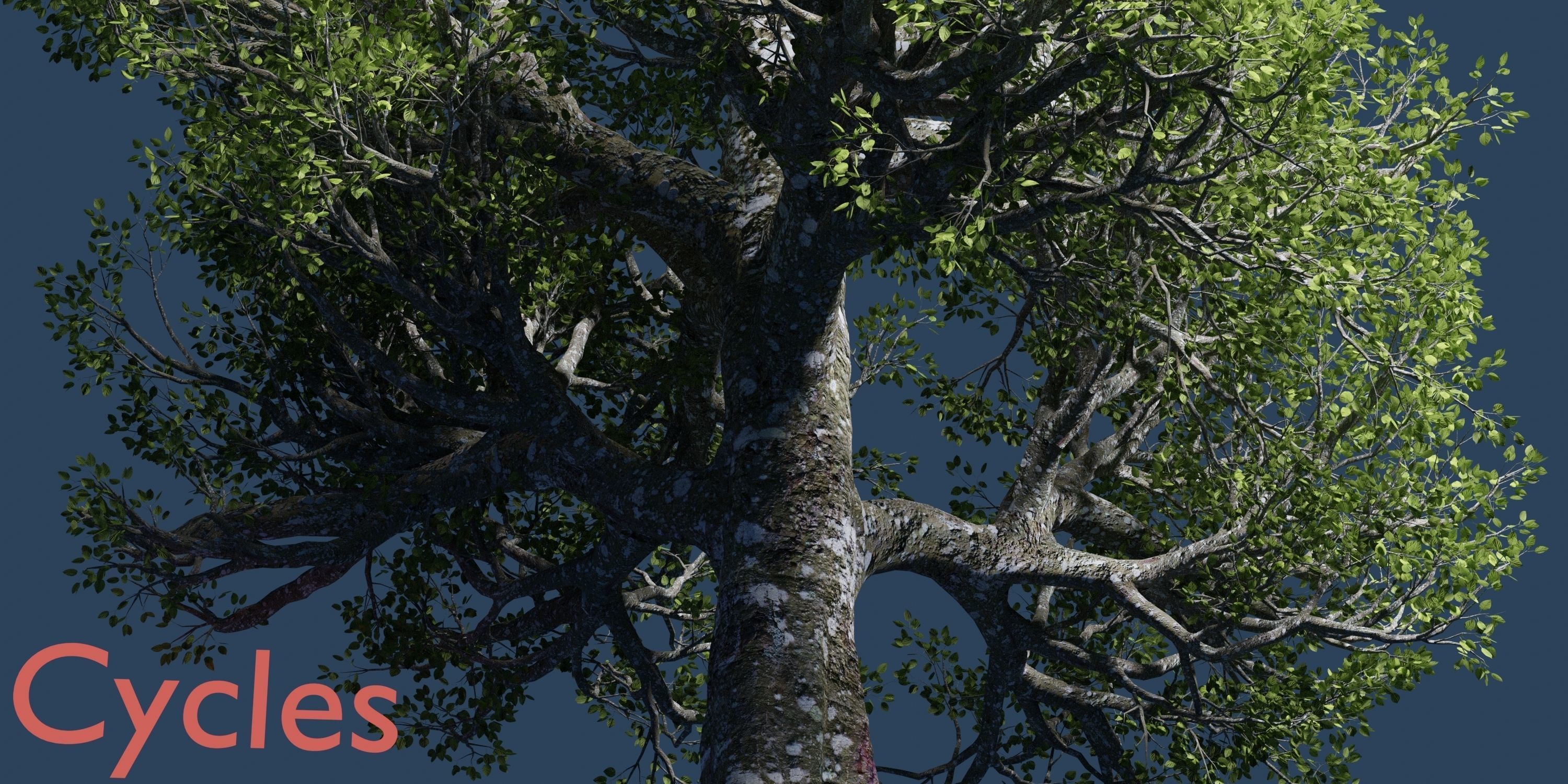 Aspen Tree Ver 0-0-2in1 3D model_16