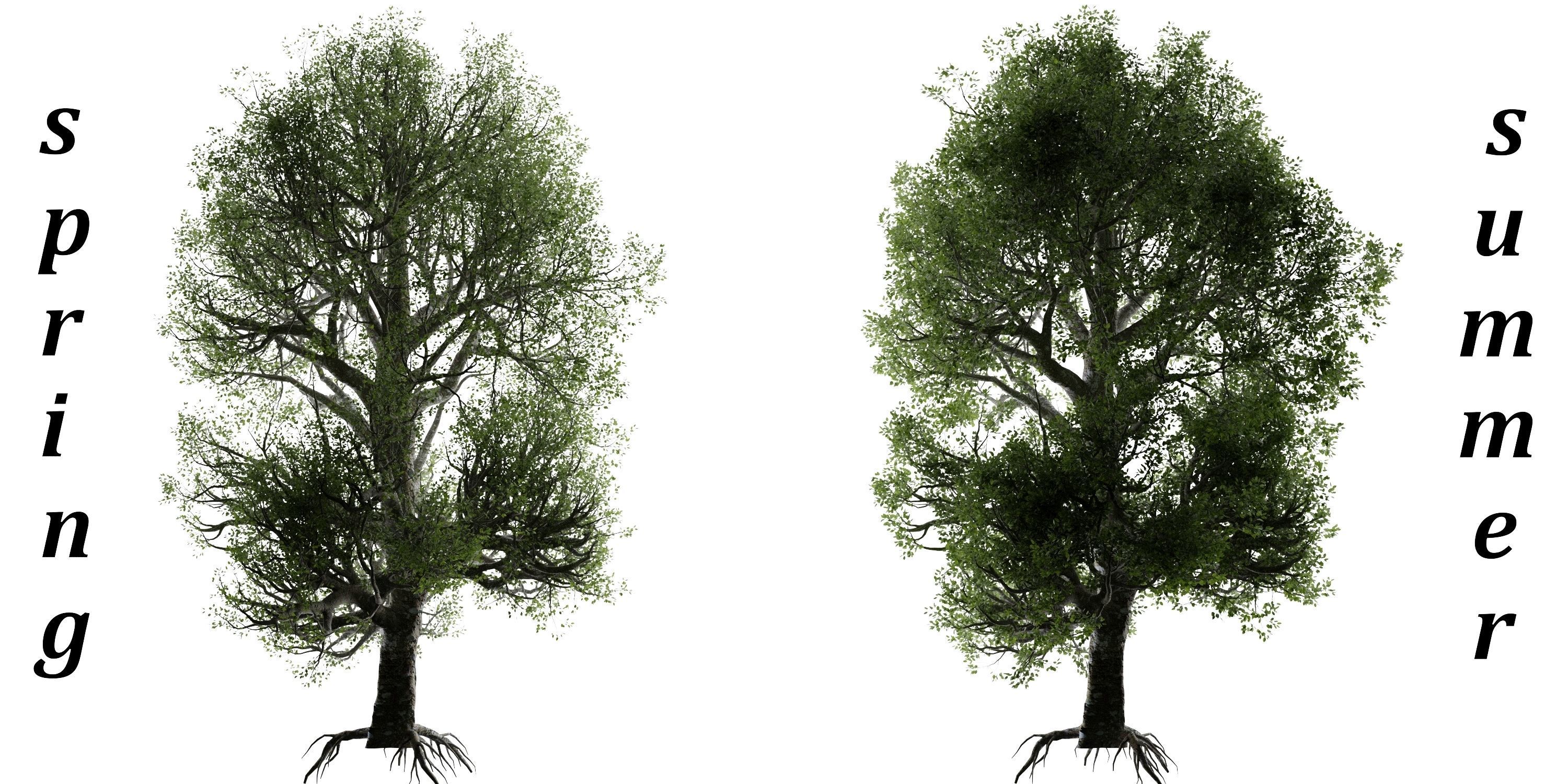 Aspen Tree Ver 0-0-2in1 3D model_20