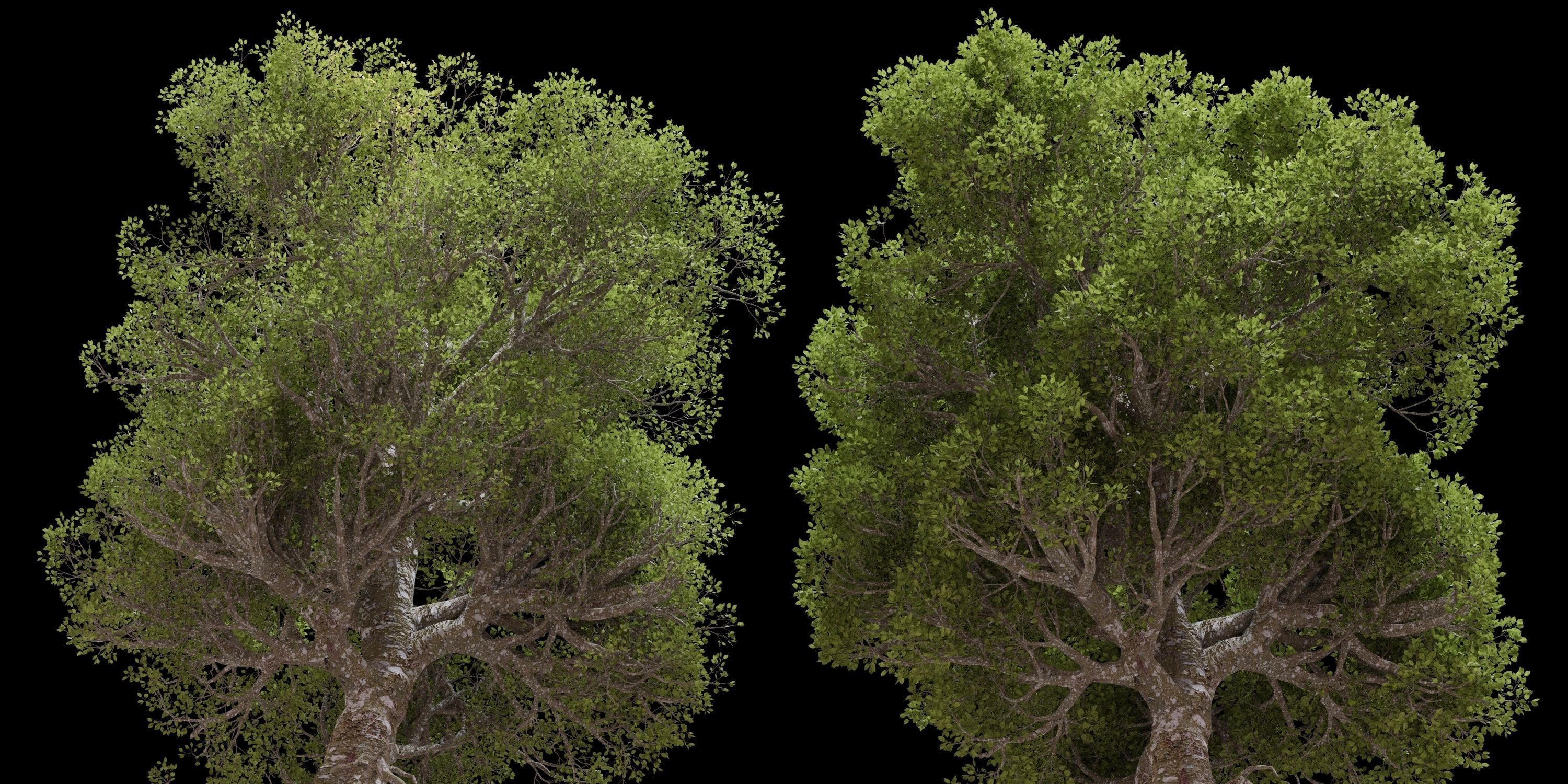 Aspen Tree Ver 0-0-2in1 3D model_21