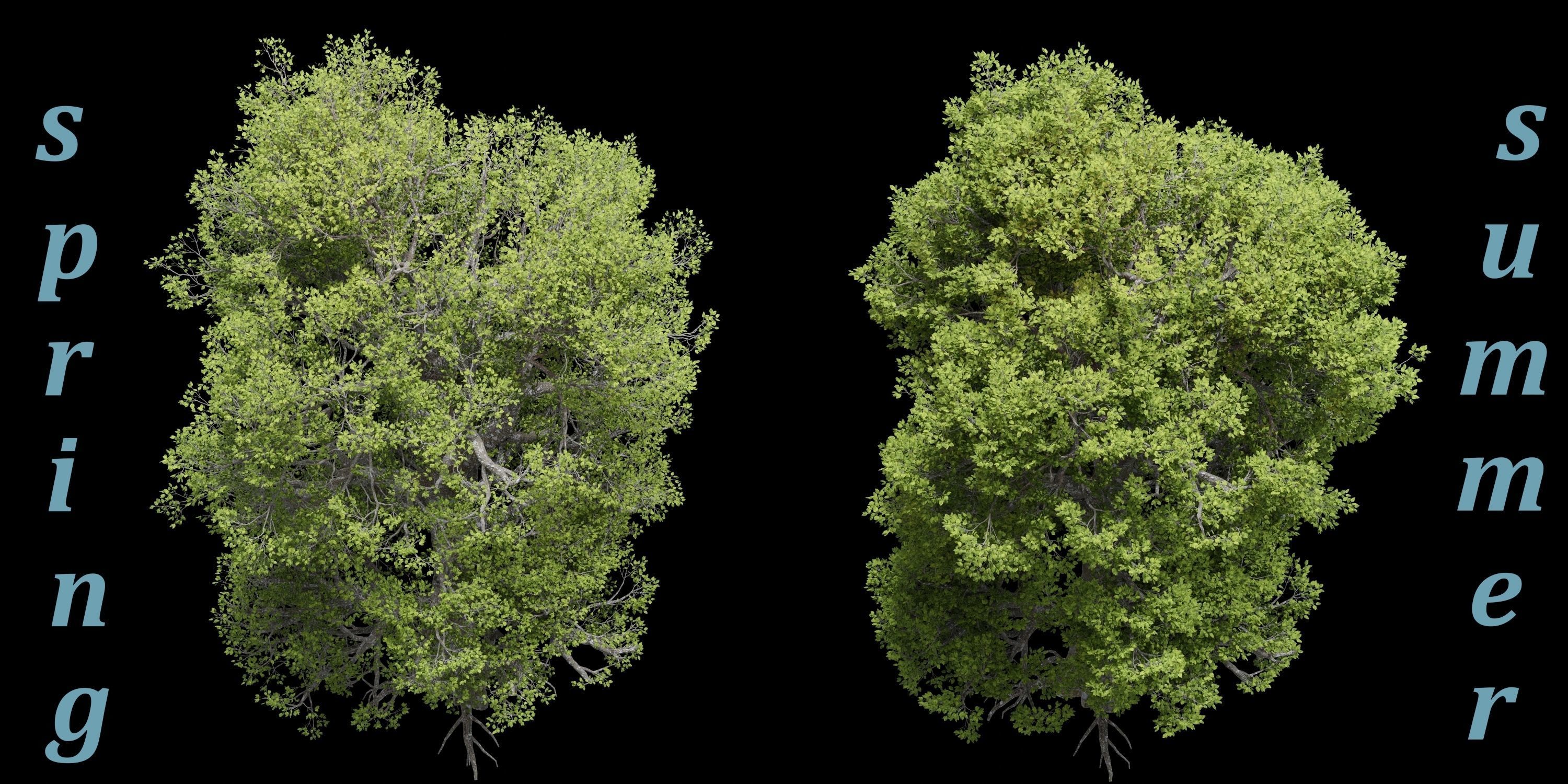 Aspen Tree Ver 0-0-2in1 3D model_4