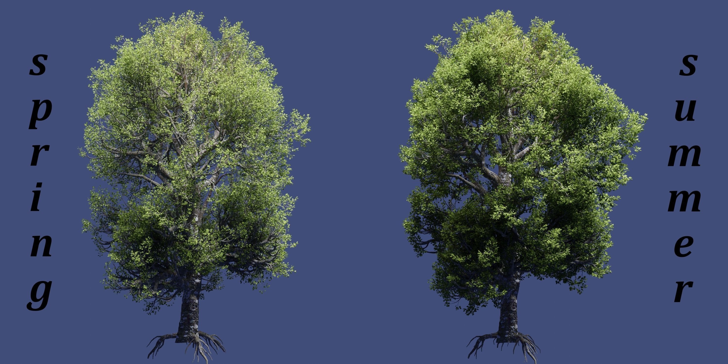 Aspen Tree Ver 0-0-2in1 3D model_13