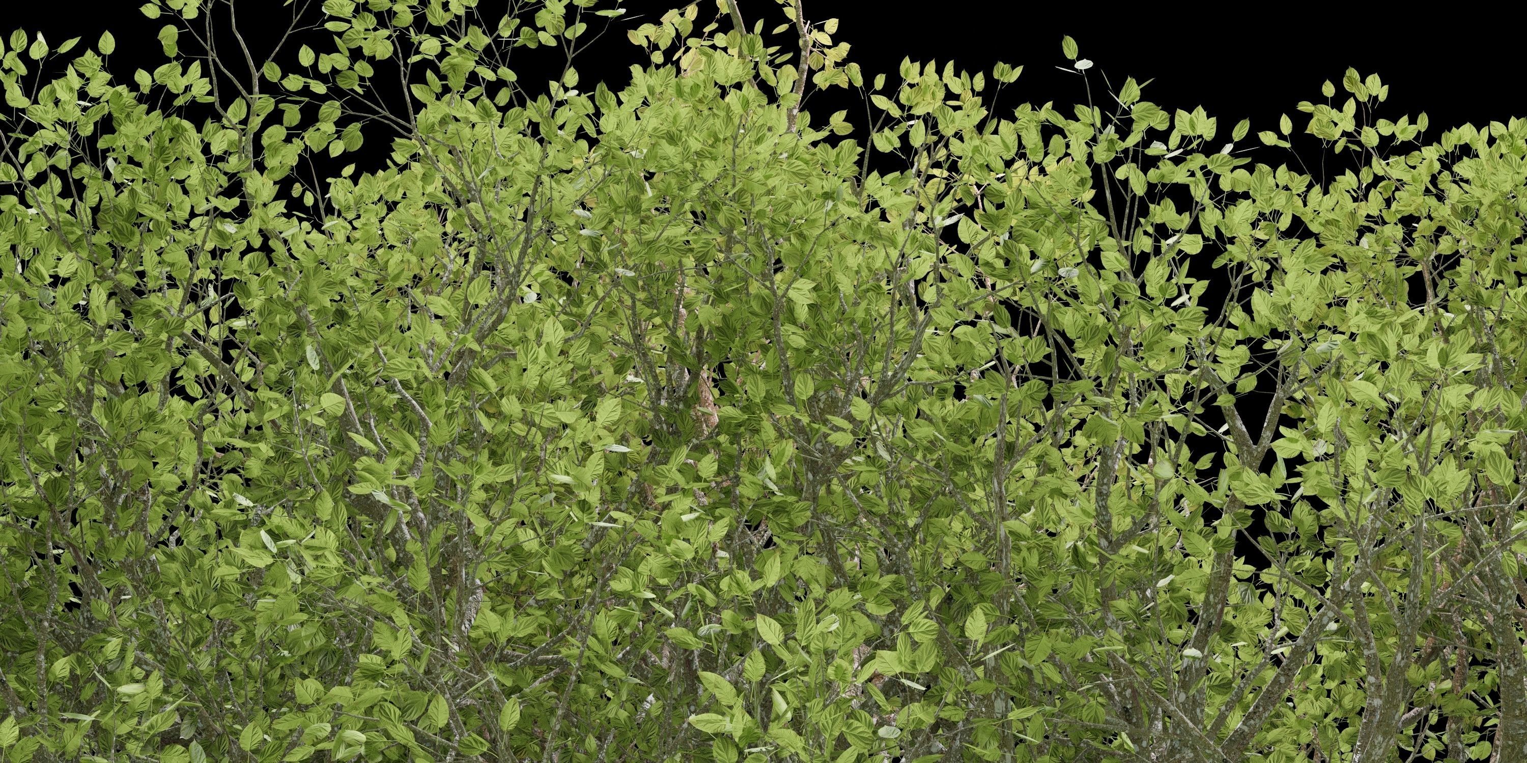 Aspen Tree Ver 0-0-2in1 3D model_23