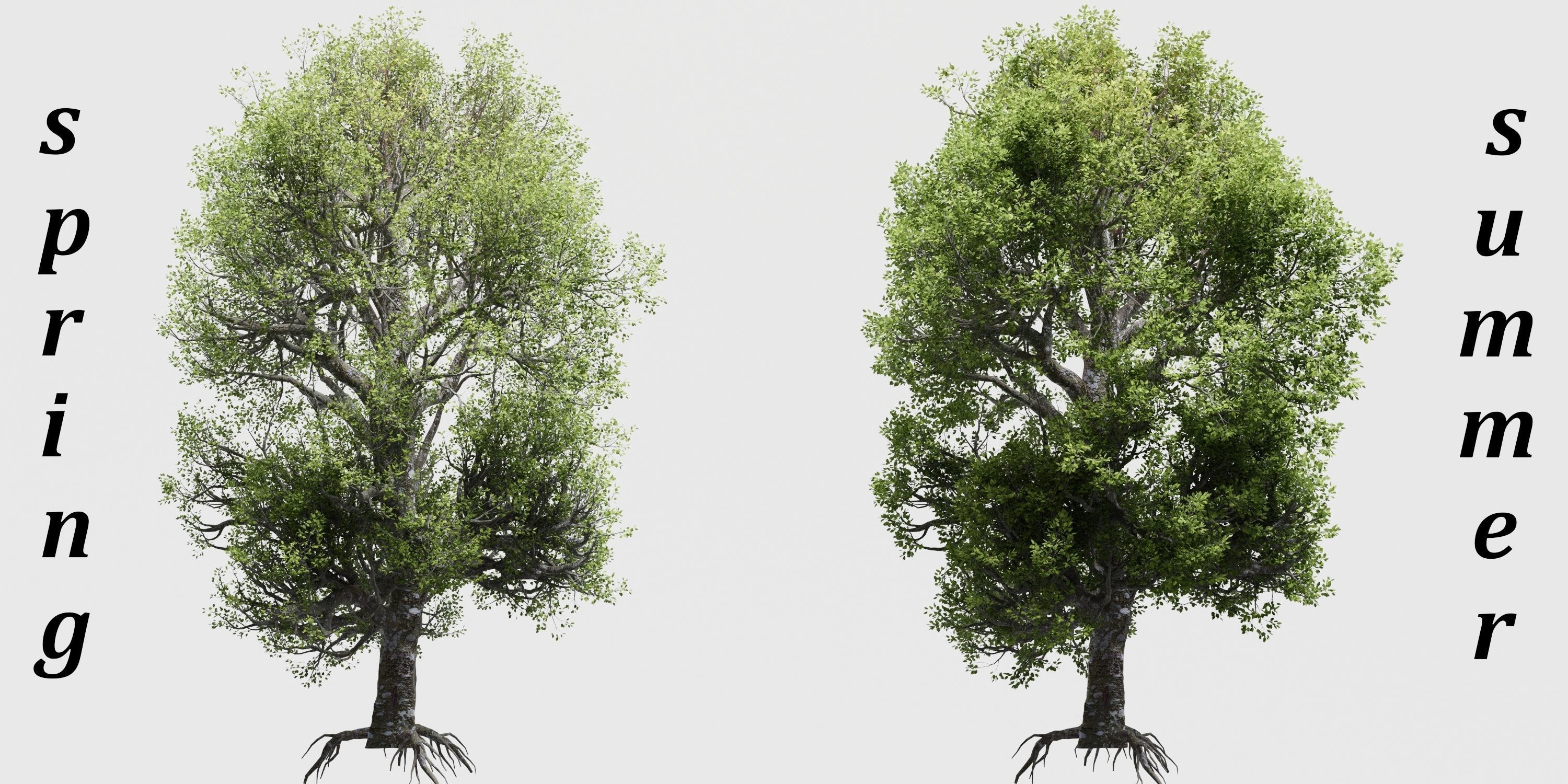 Aspen Tree Ver 0-0-2in1 3D model_19