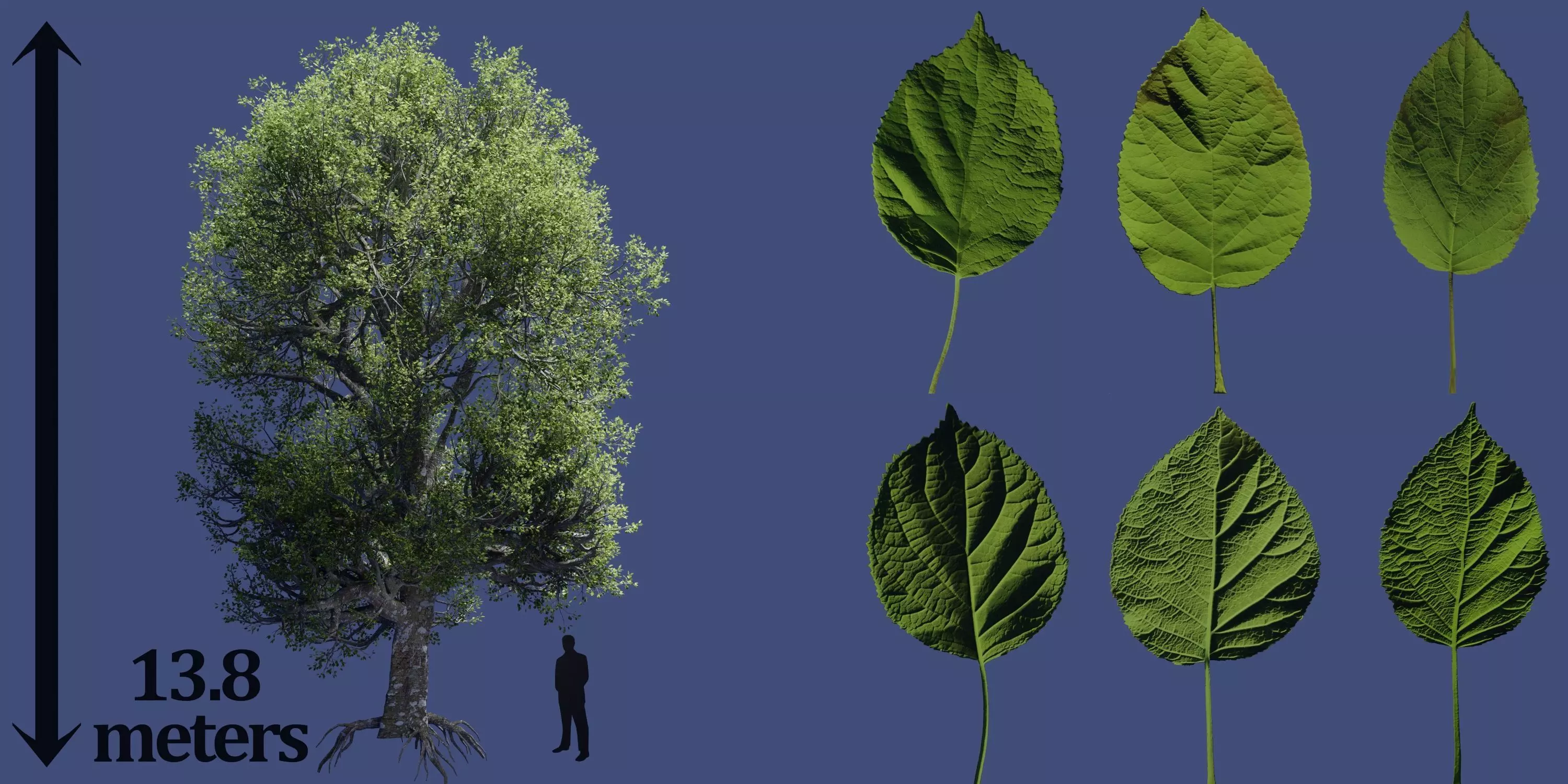 Aspen Tree Ver 0-0-2in1 3D model_0