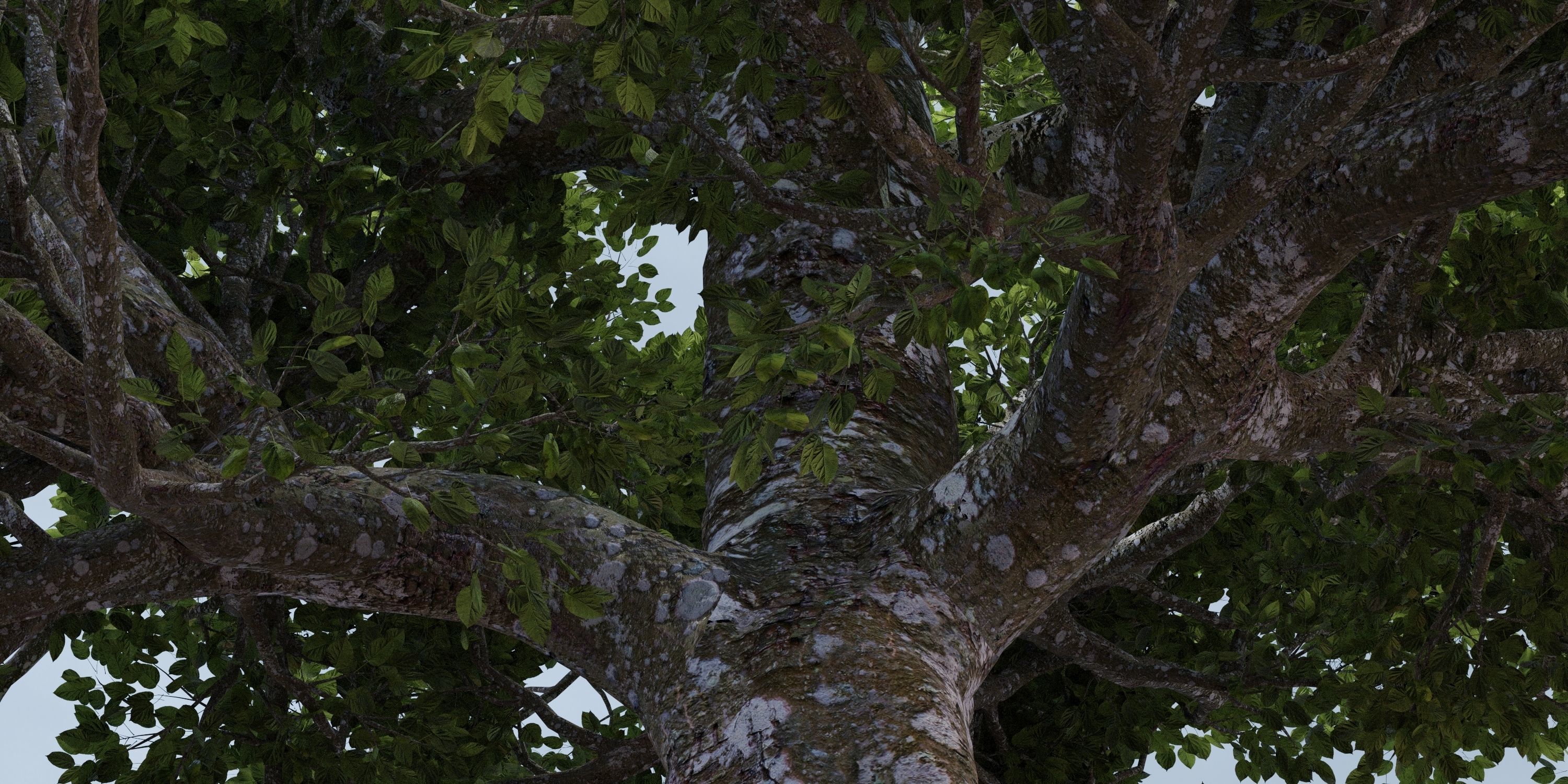 Aspen Tree Ver 0-0-2in1 3D model_24
