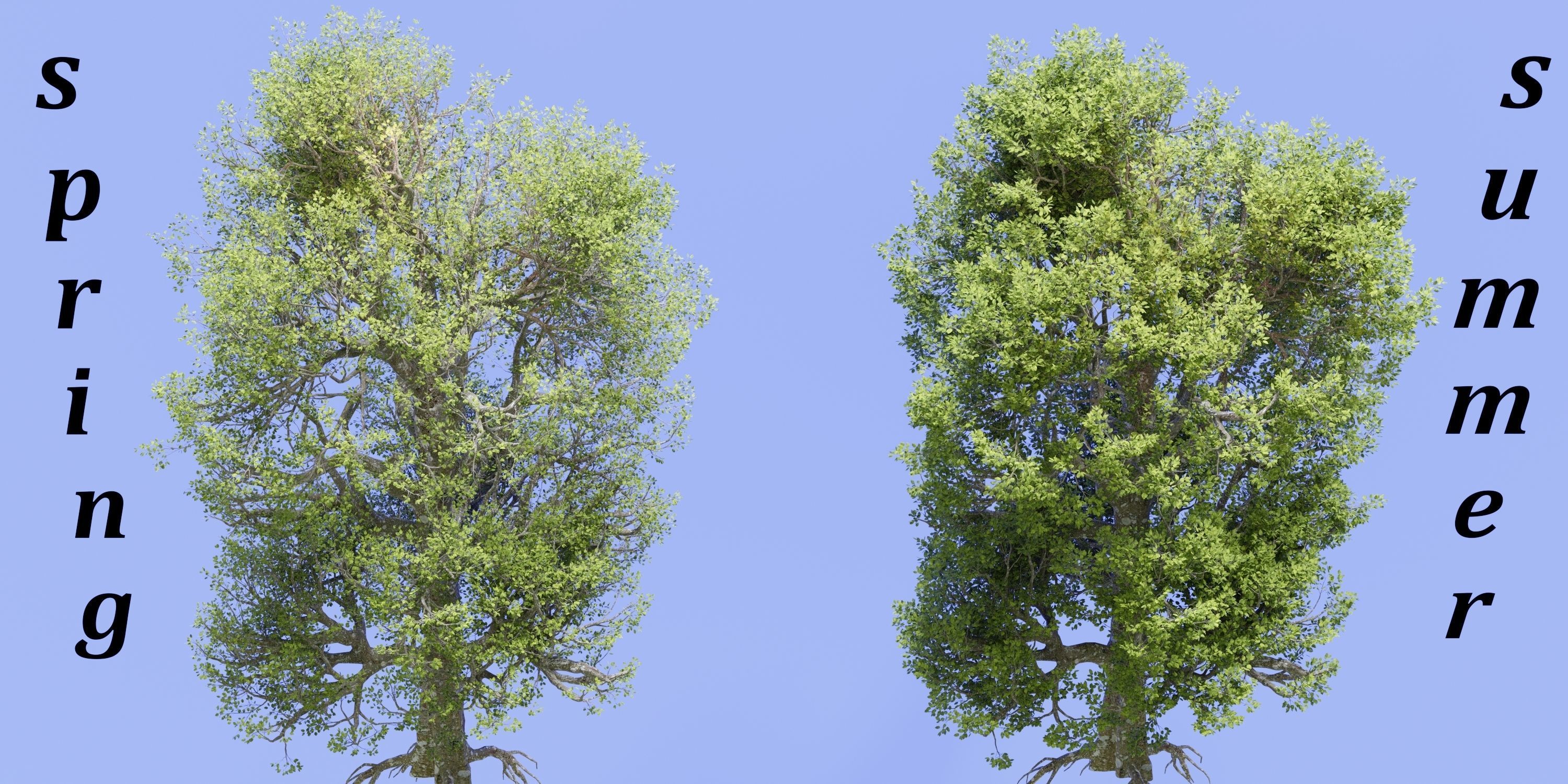 Aspen Tree Ver 0-0-2in1 3D model_2