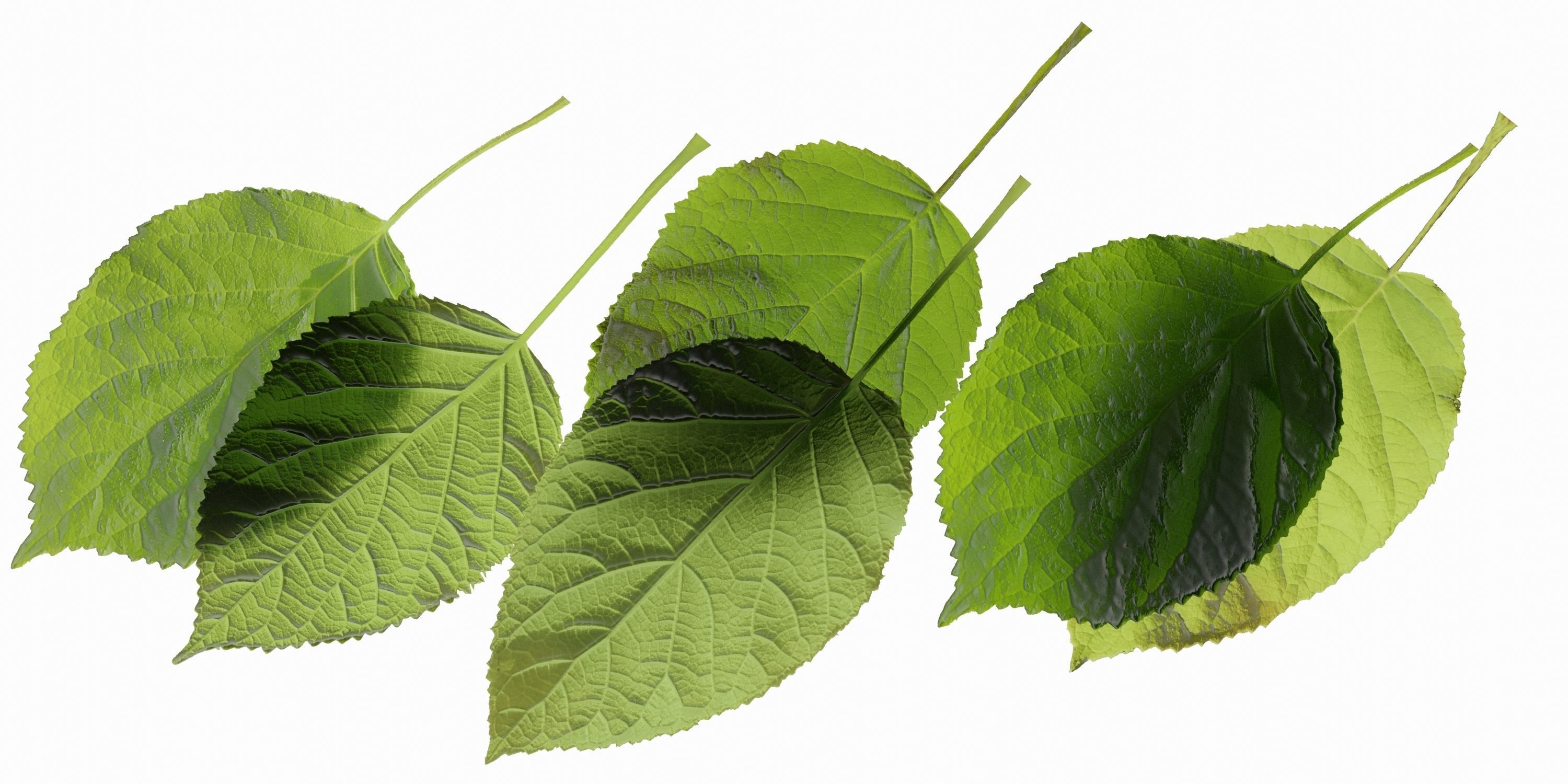 Aspen Tree Ver 0-0-2in1 3D model_1