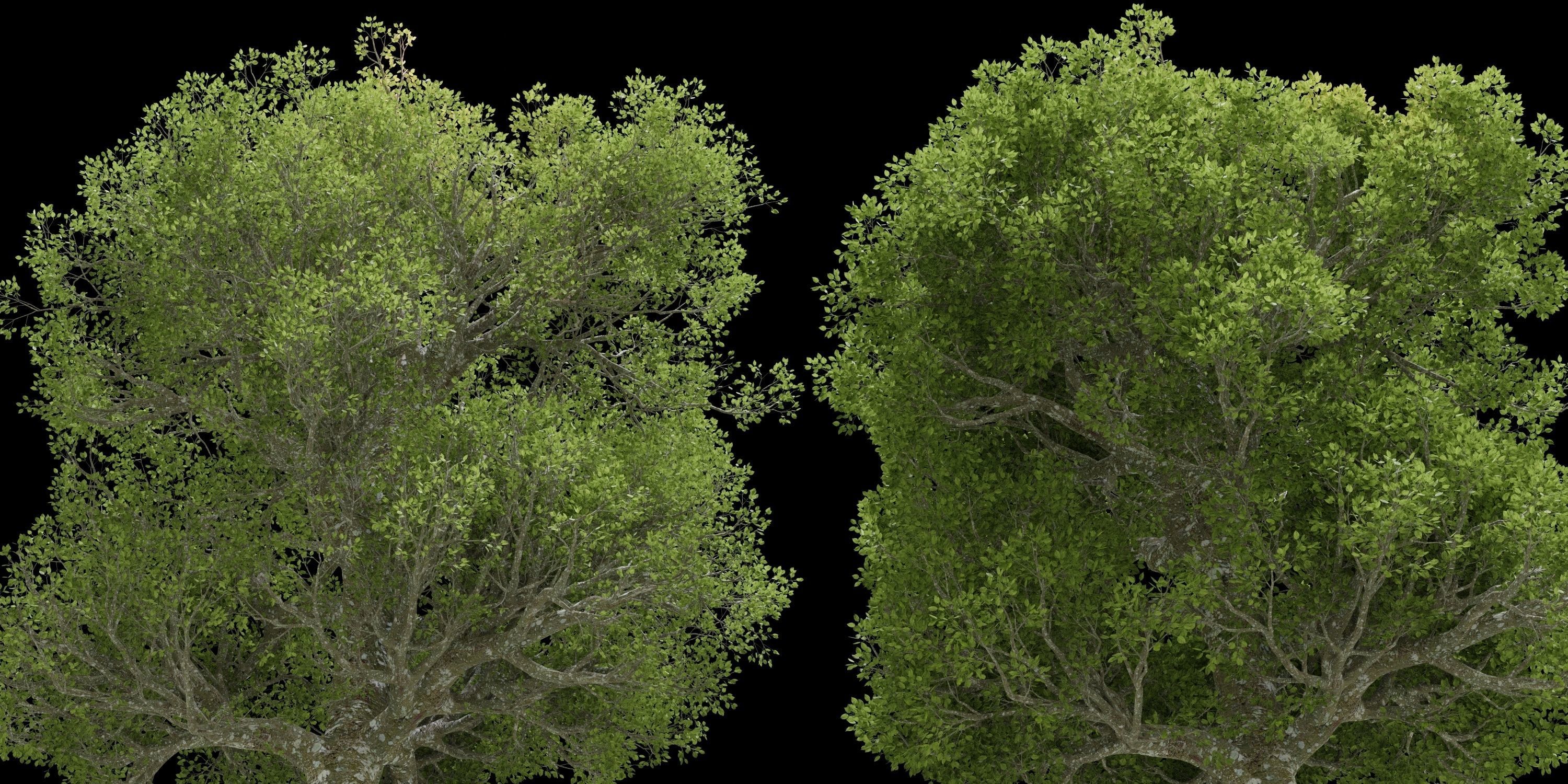 Aspen Tree Ver 0-0-2in1 3D model_22
