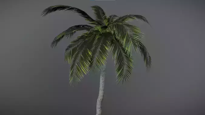 Tropical Palm