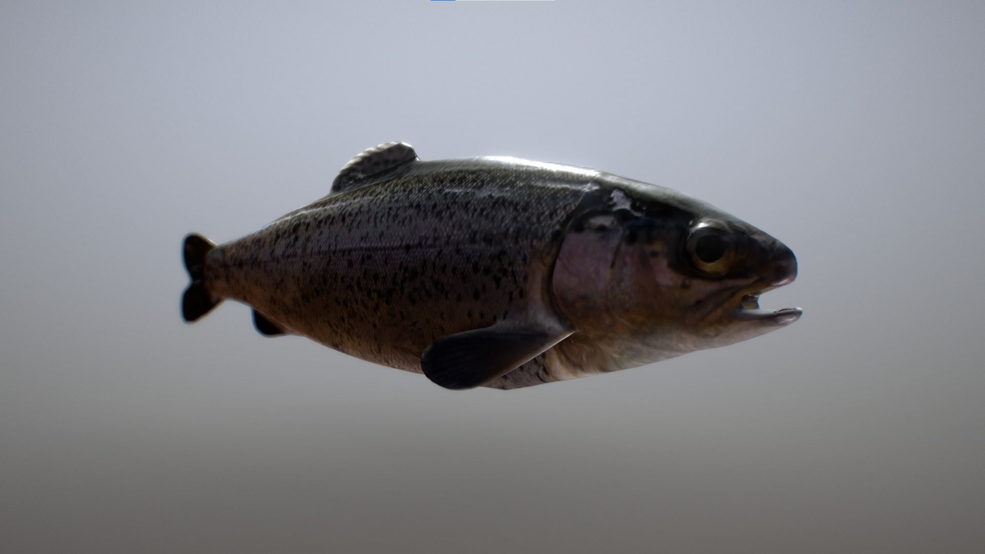 Troat - Oncorhynchus mykiss Low-poly 3D model_6