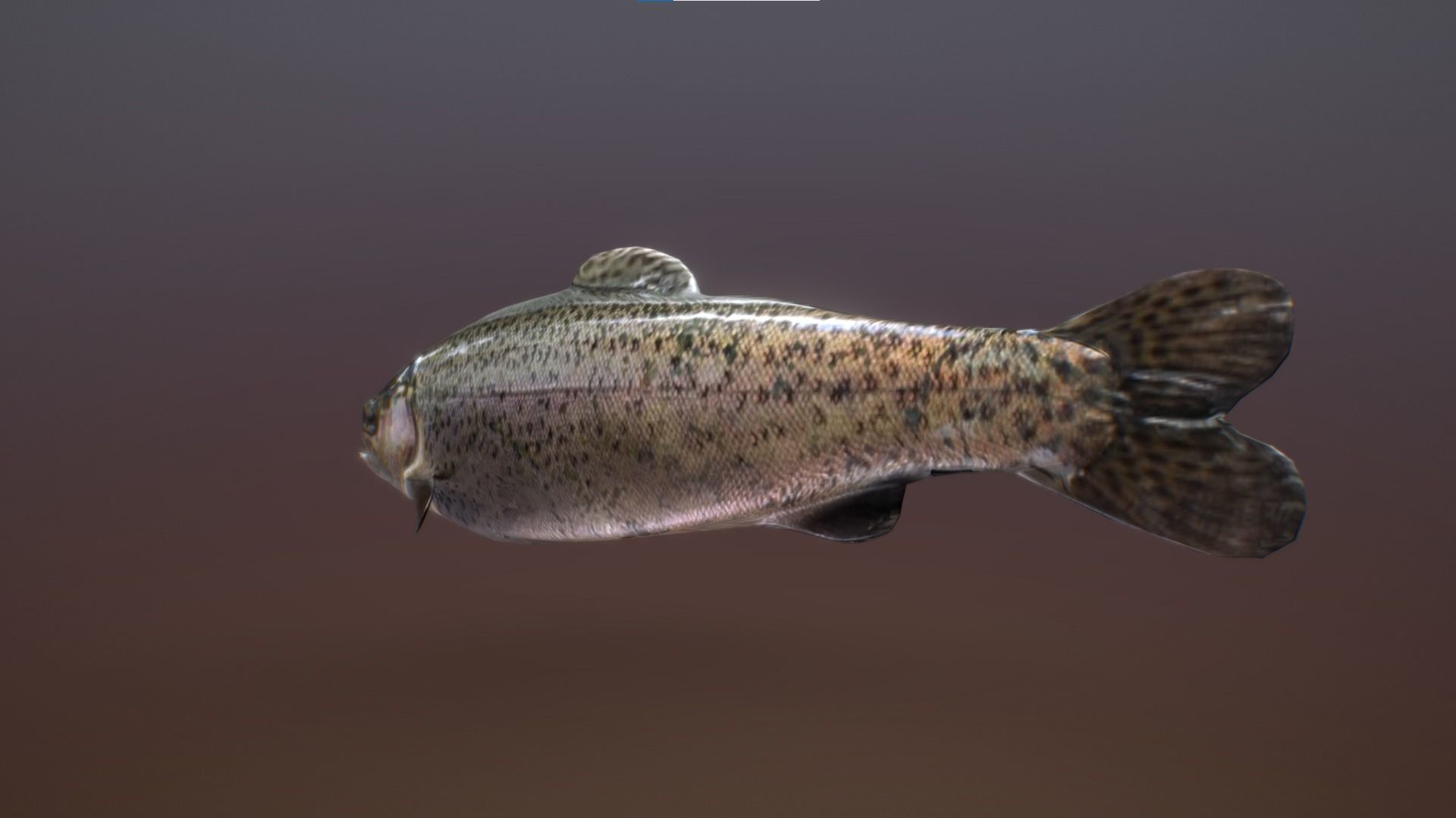 Troat - Oncorhynchus mykiss Low-poly 3D model_2