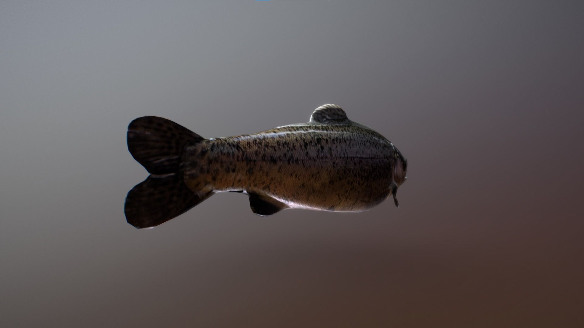 Troat - Oncorhynchus mykiss Low-poly 3D model_4