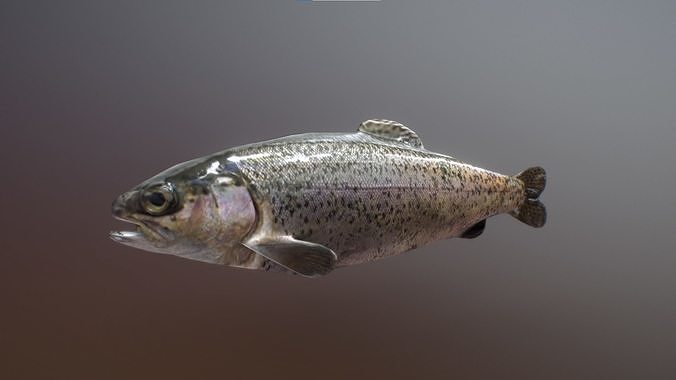 Troat - Oncorhynchus mykiss Low-poly 3D model
