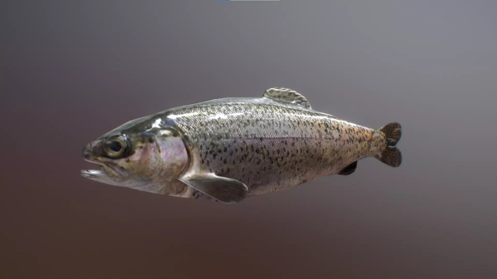 Troat - Oncorhynchus mykiss Low-poly 3D model_0