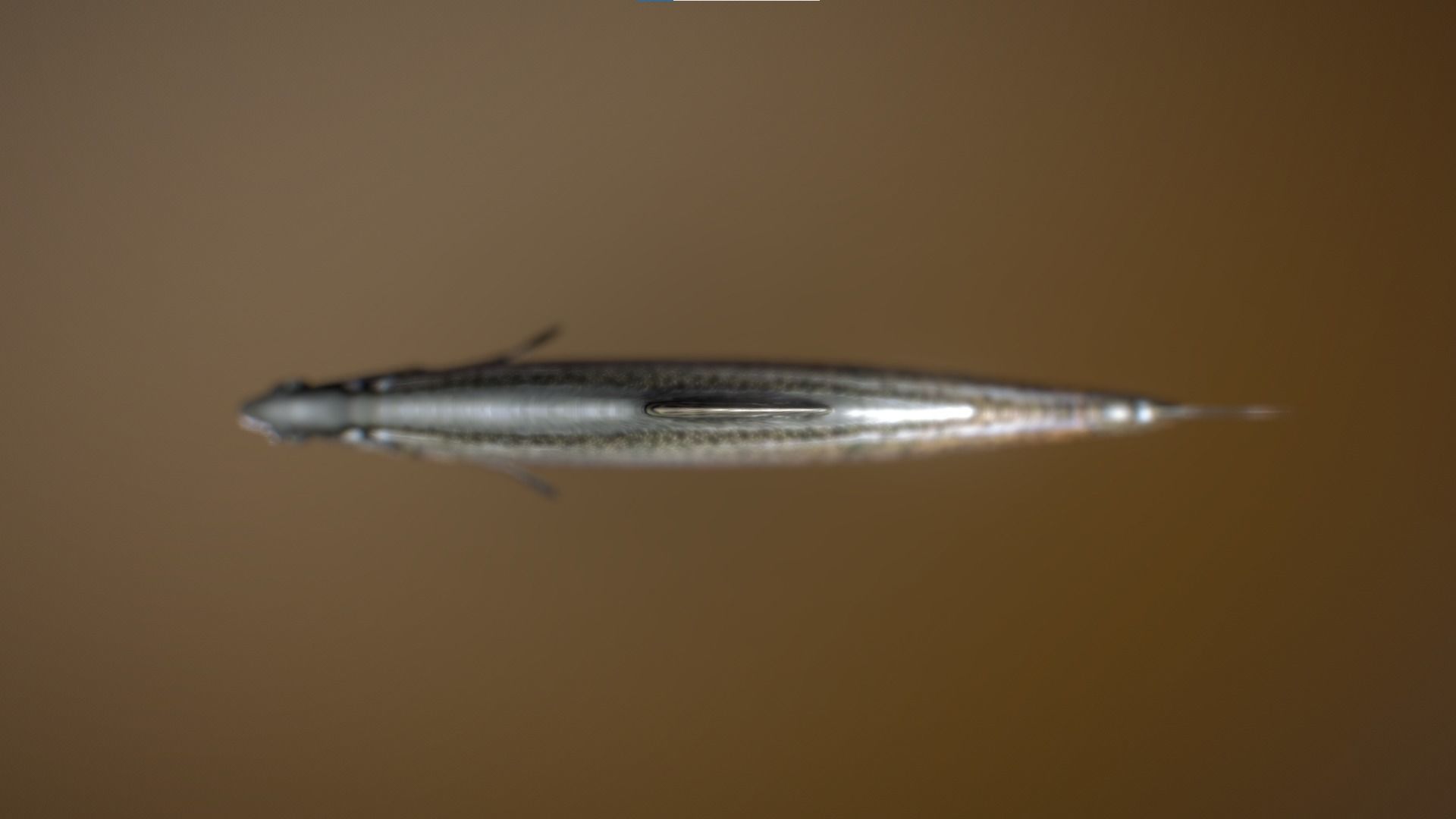 Troat - Oncorhynchus mykiss Low-poly 3D model_8