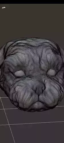 Maltes or shih-tzu head for 3dprint