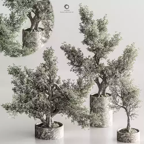 Bonsai collection set vol 02