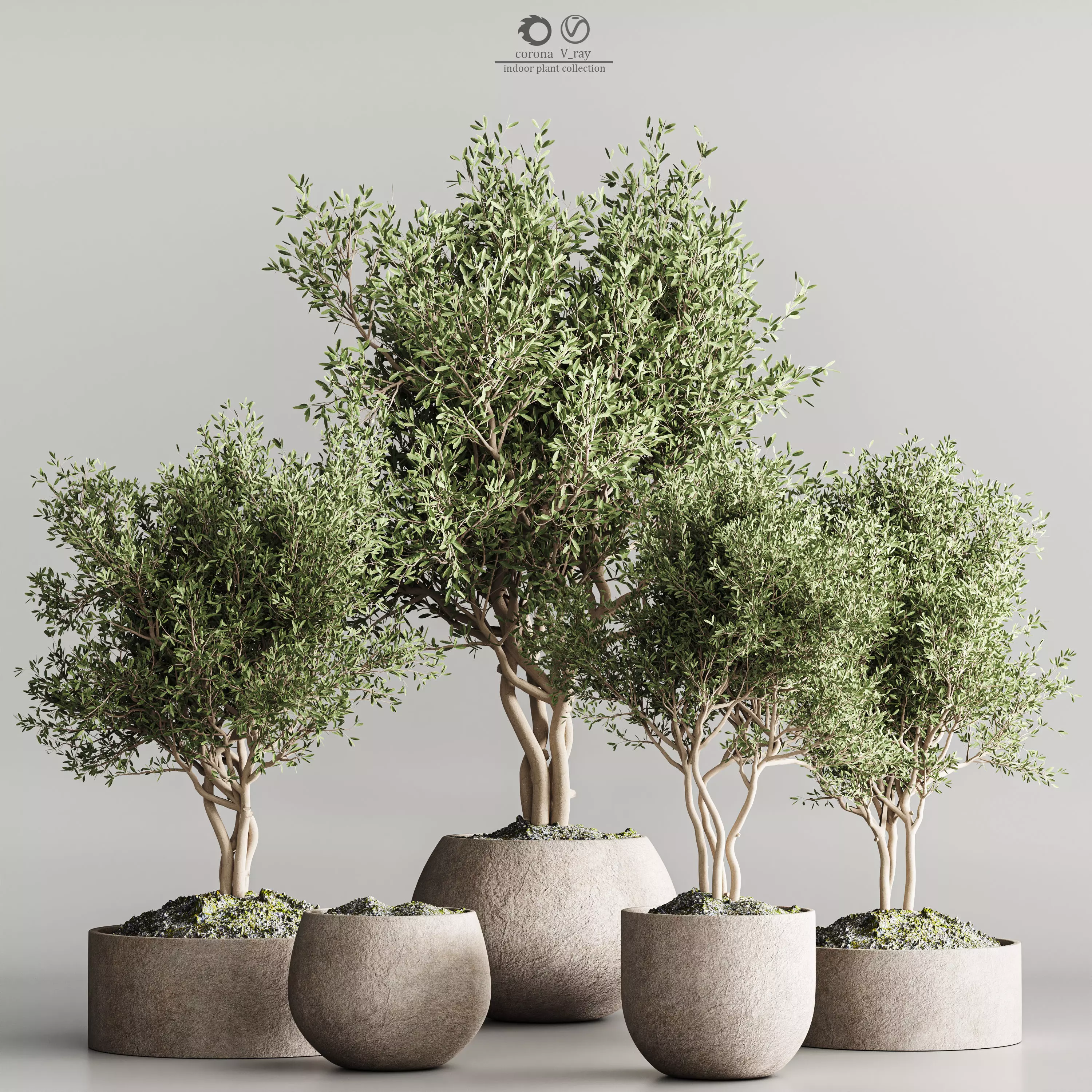 indoor plant collection 61 3D model_0