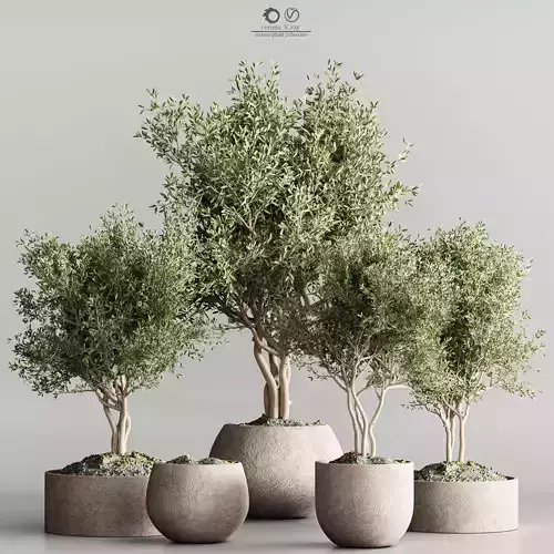 indoor plant collection 61 3D model