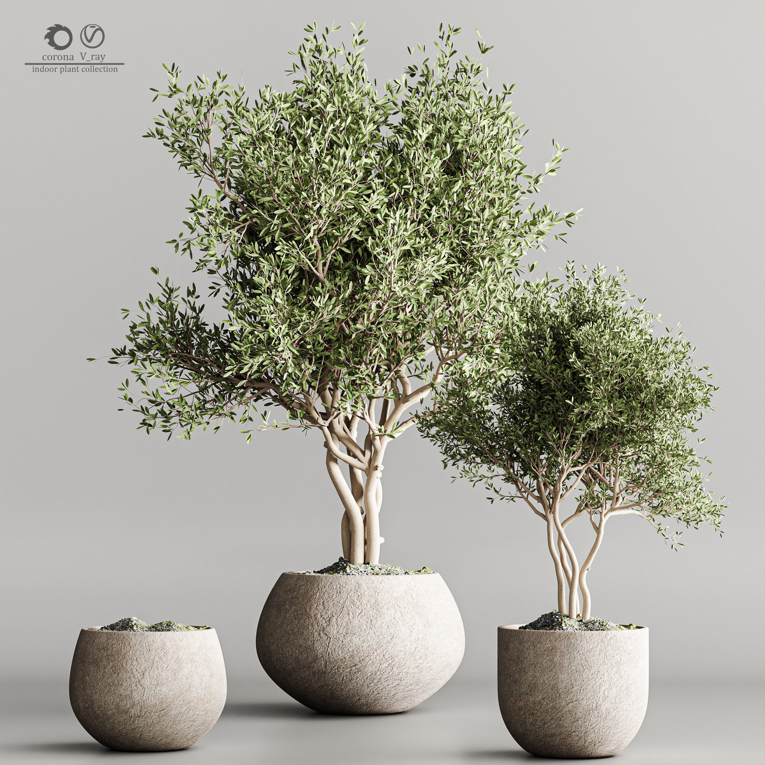indoor plant collection 61 3D model_1