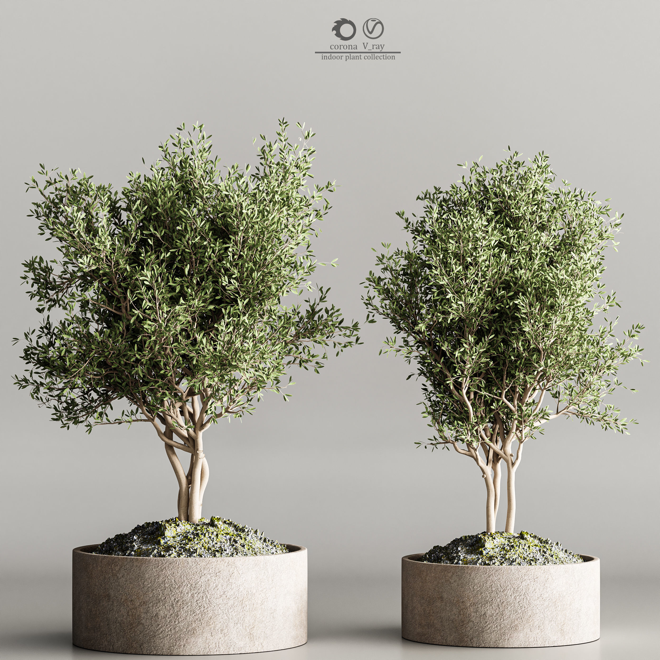 indoor plant collection 61 3D model_2